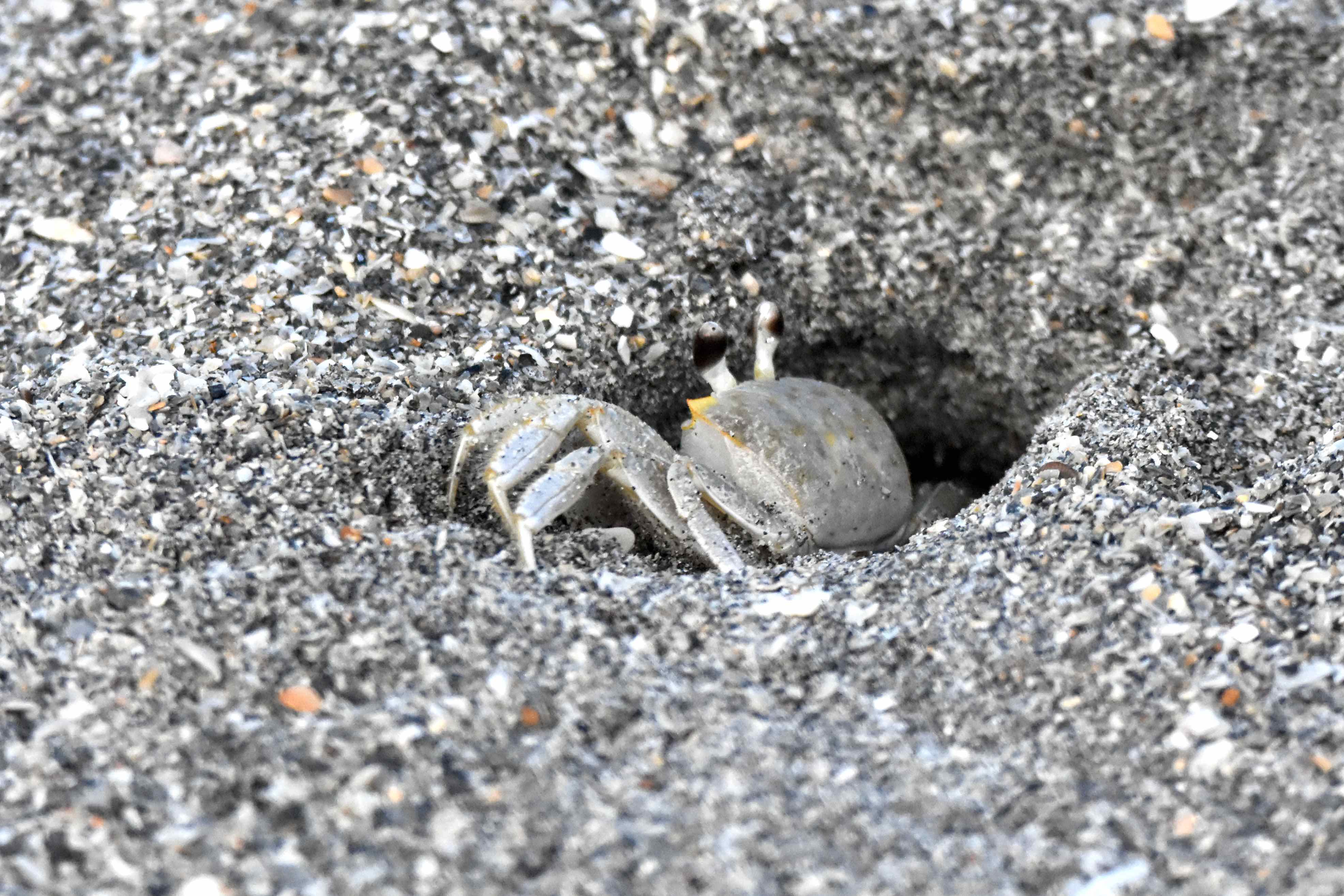 atlantic ghost crab