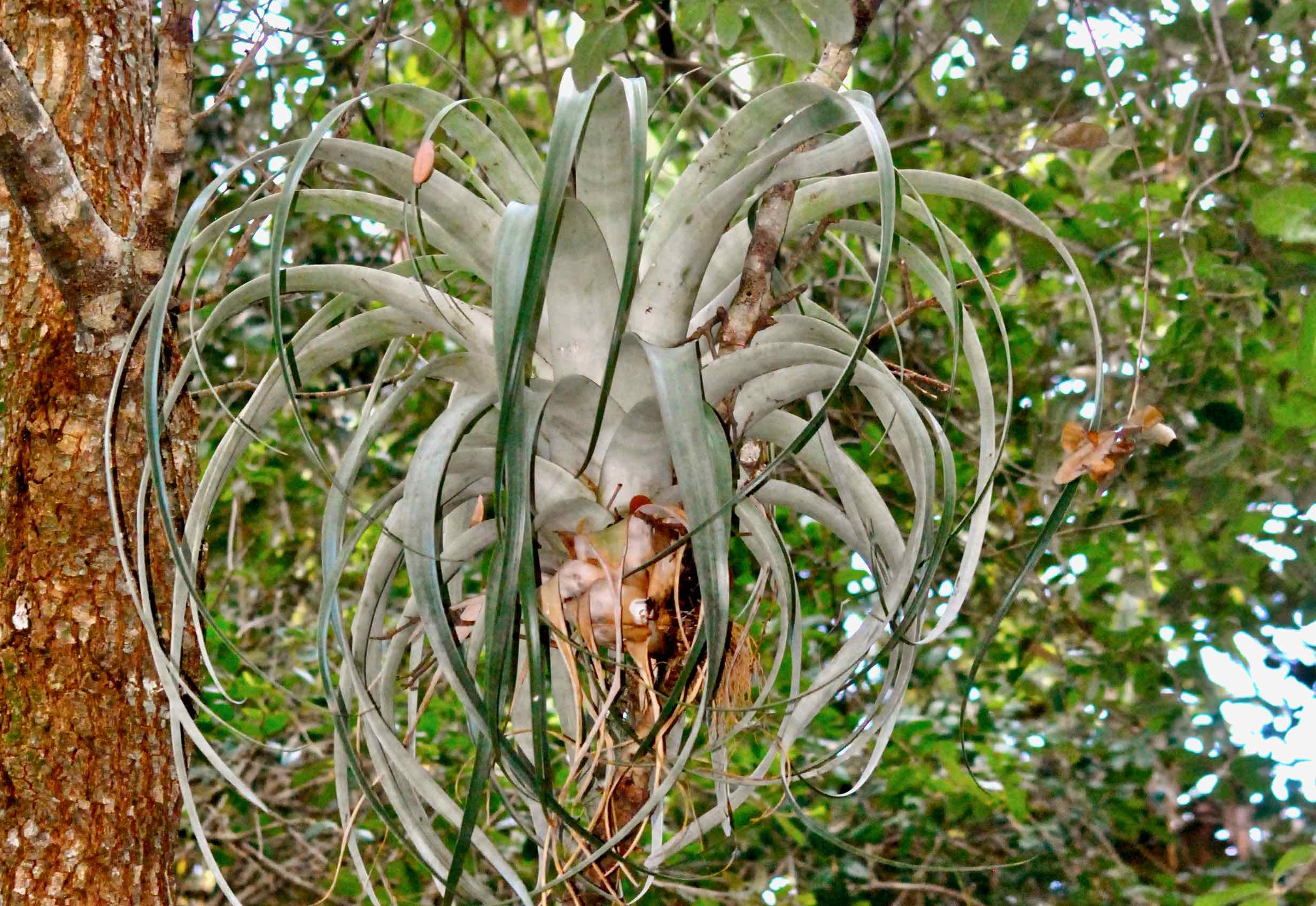 Giant Airplant