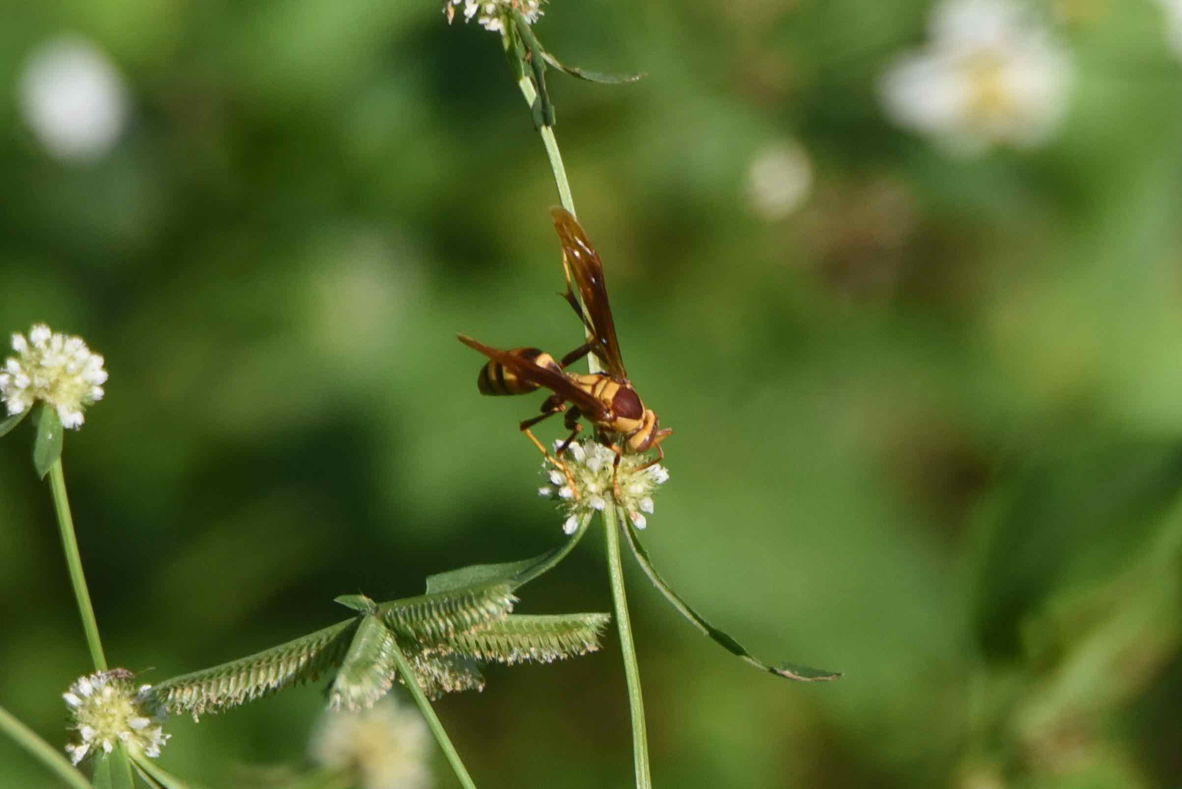 horse's paper wasp