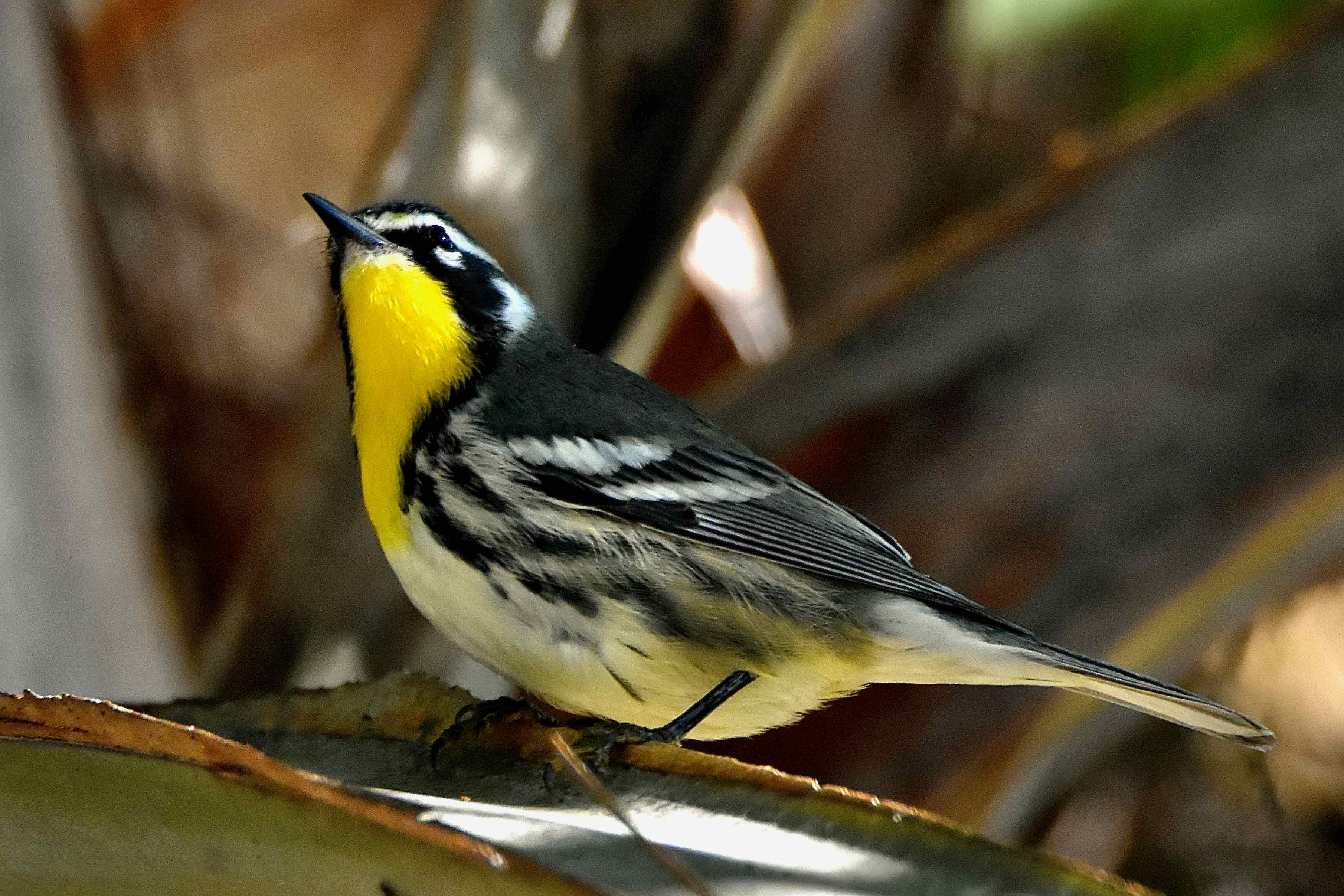 yellow-throated warbler