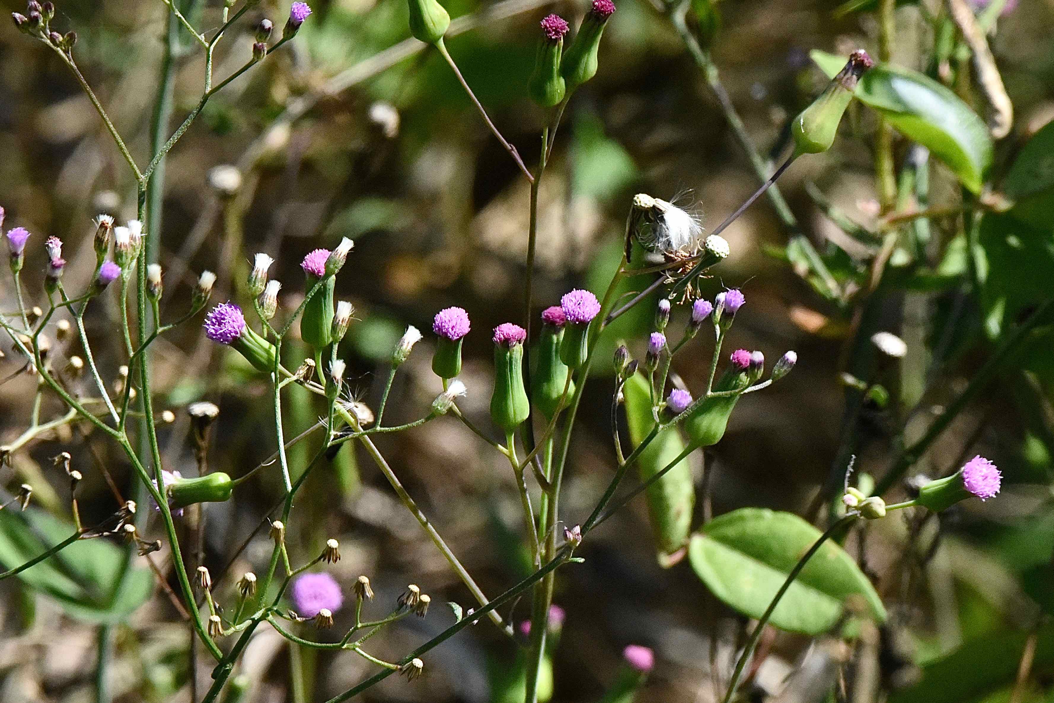lilac tasselflower