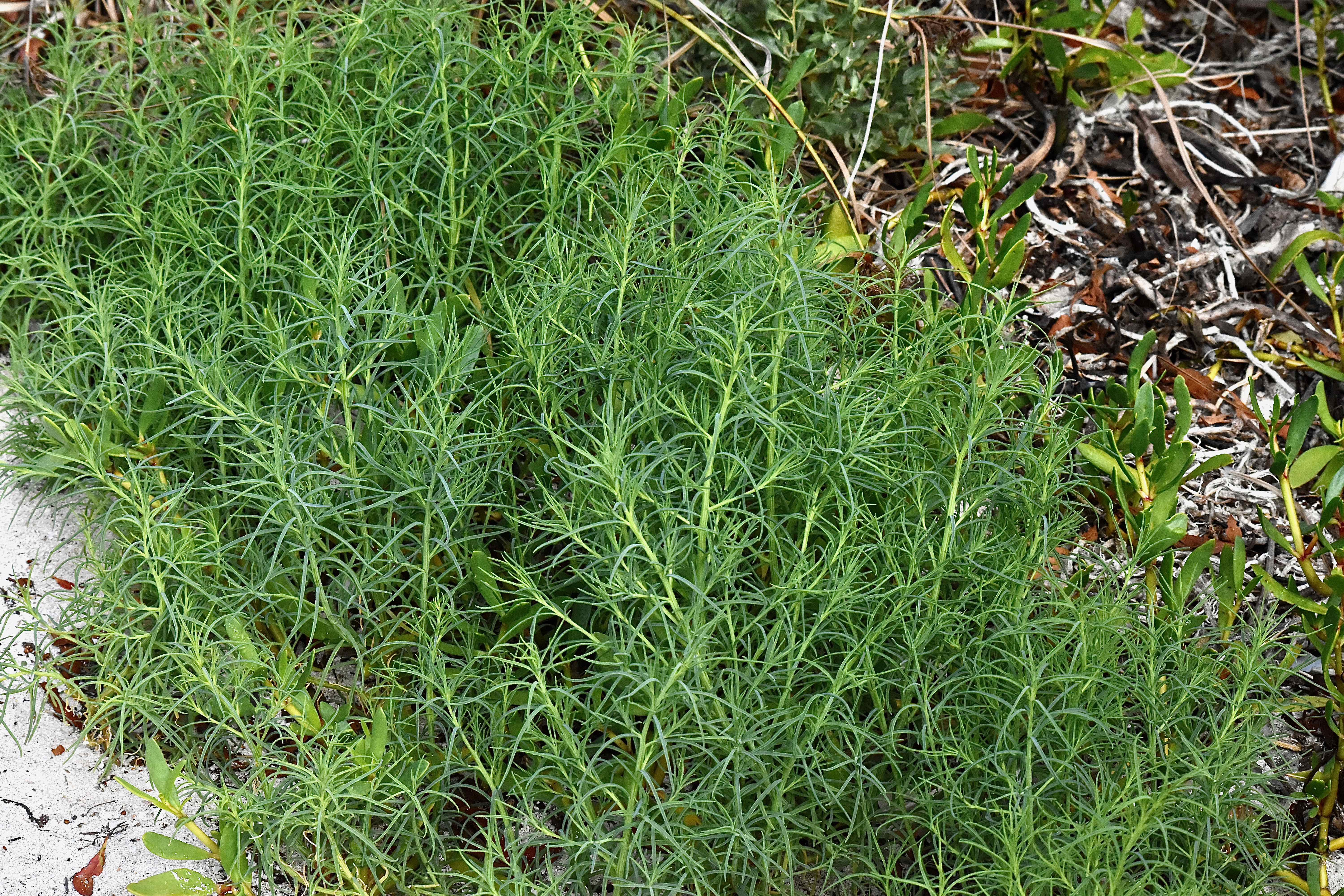 Annual Seepweed