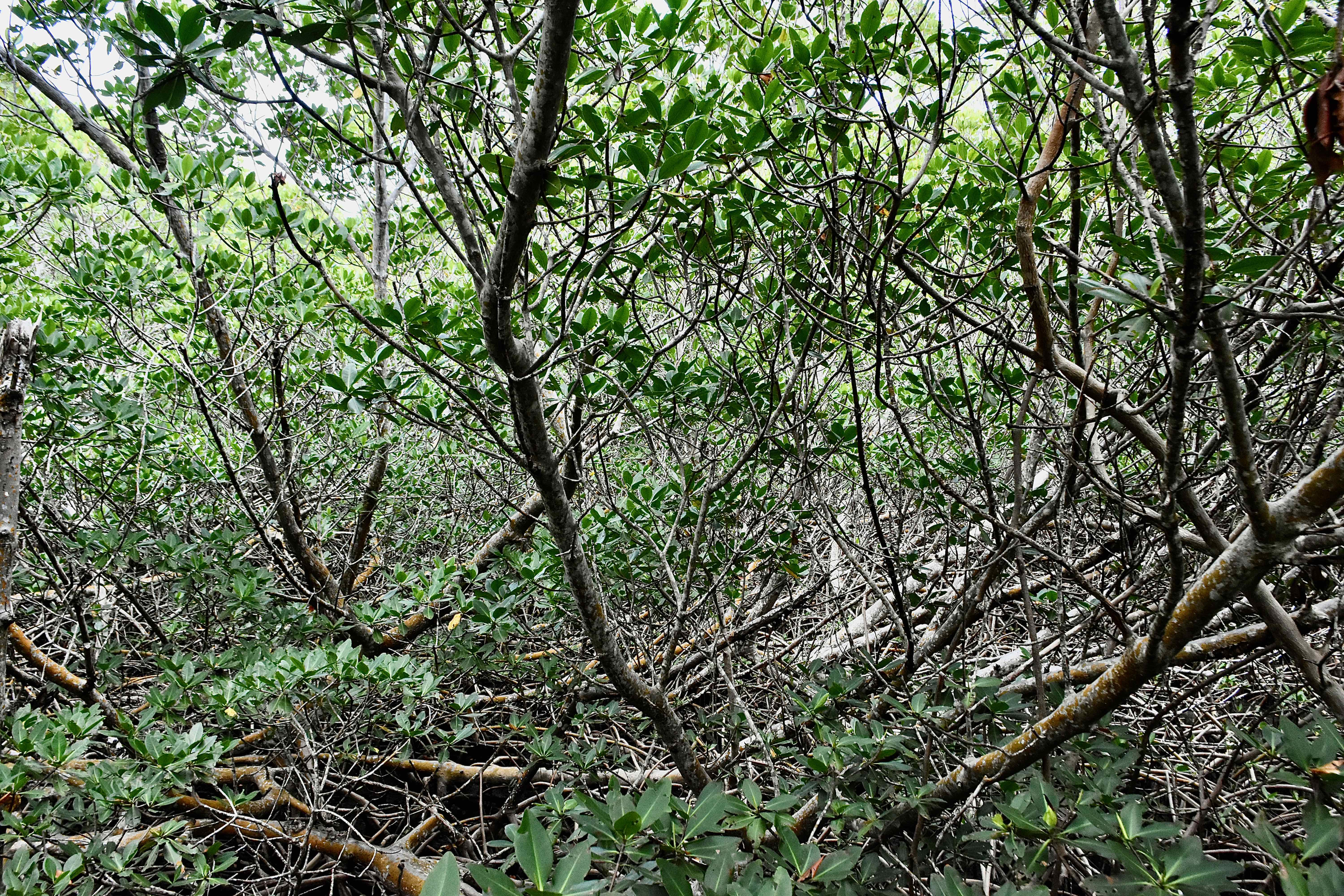 black mangroves