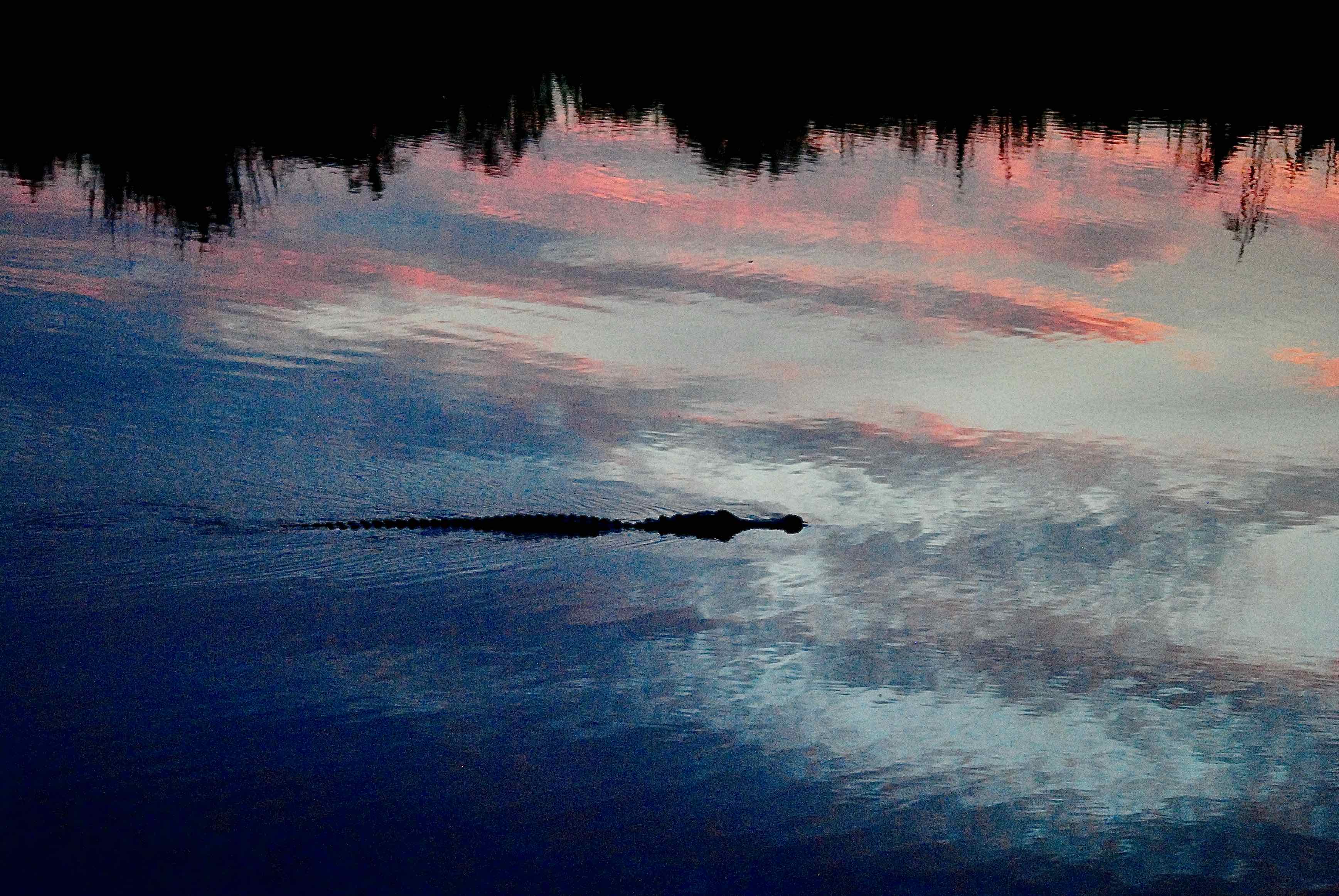 alligator at night
