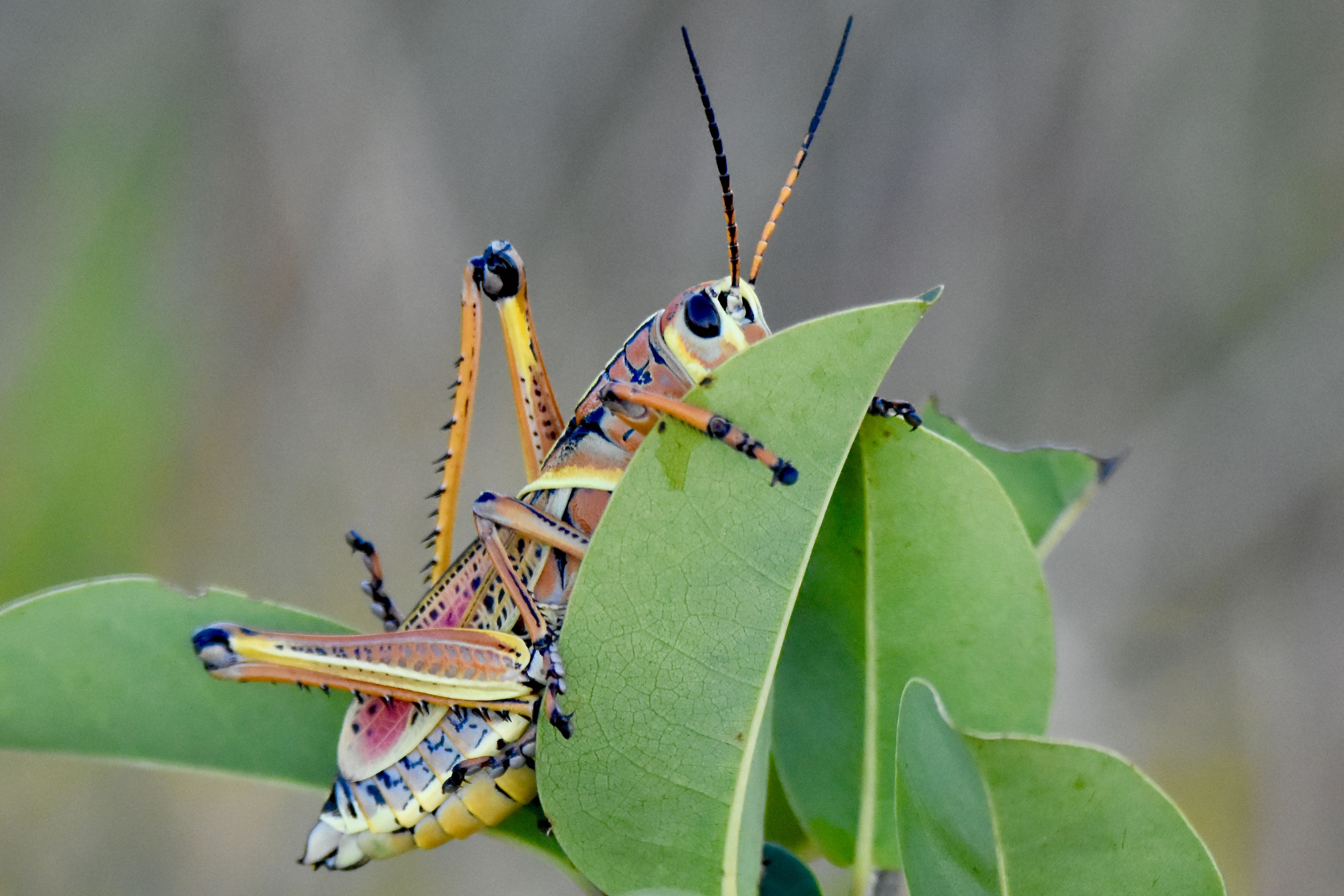 lubber grasshopper