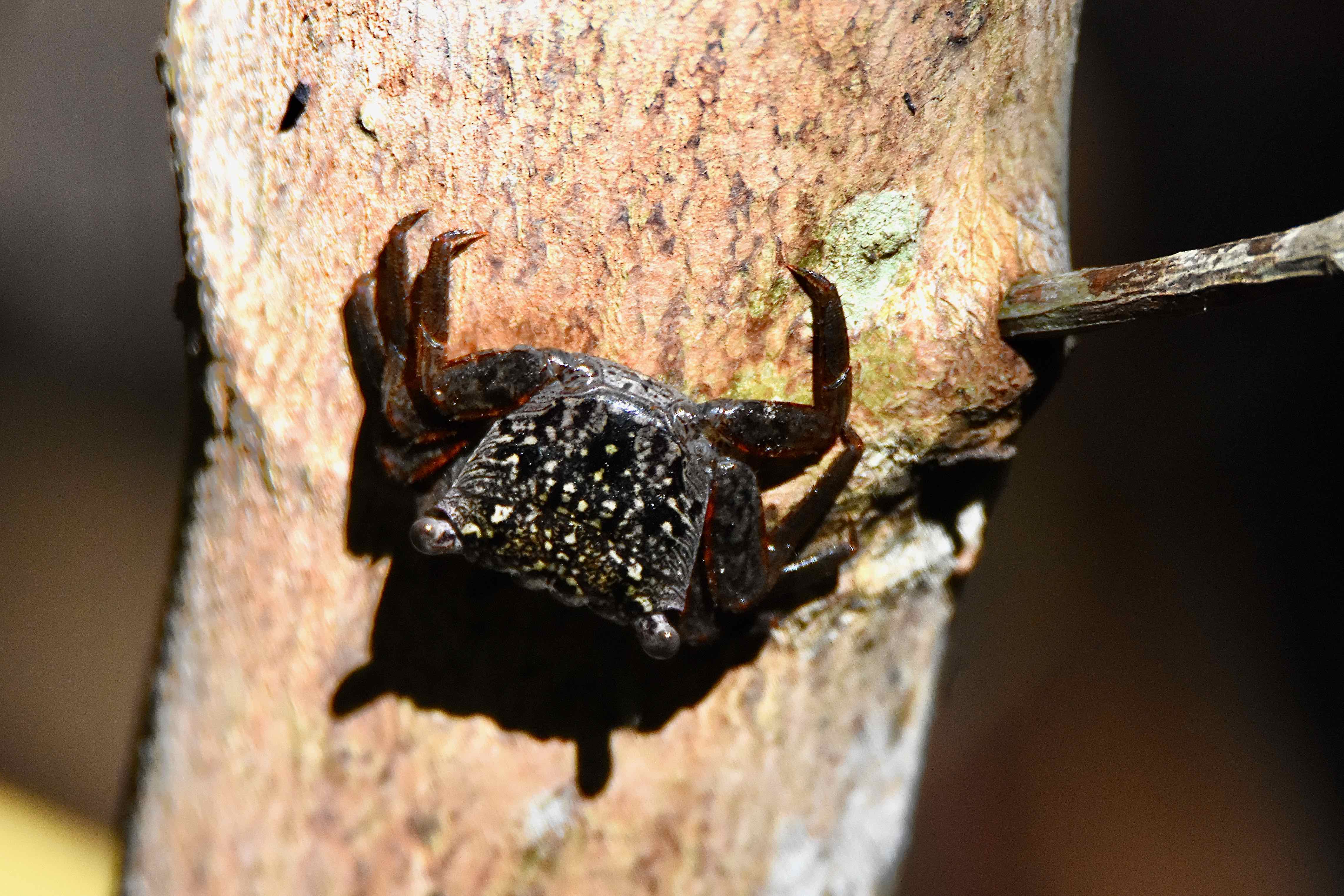 Mangrove Tree Crab