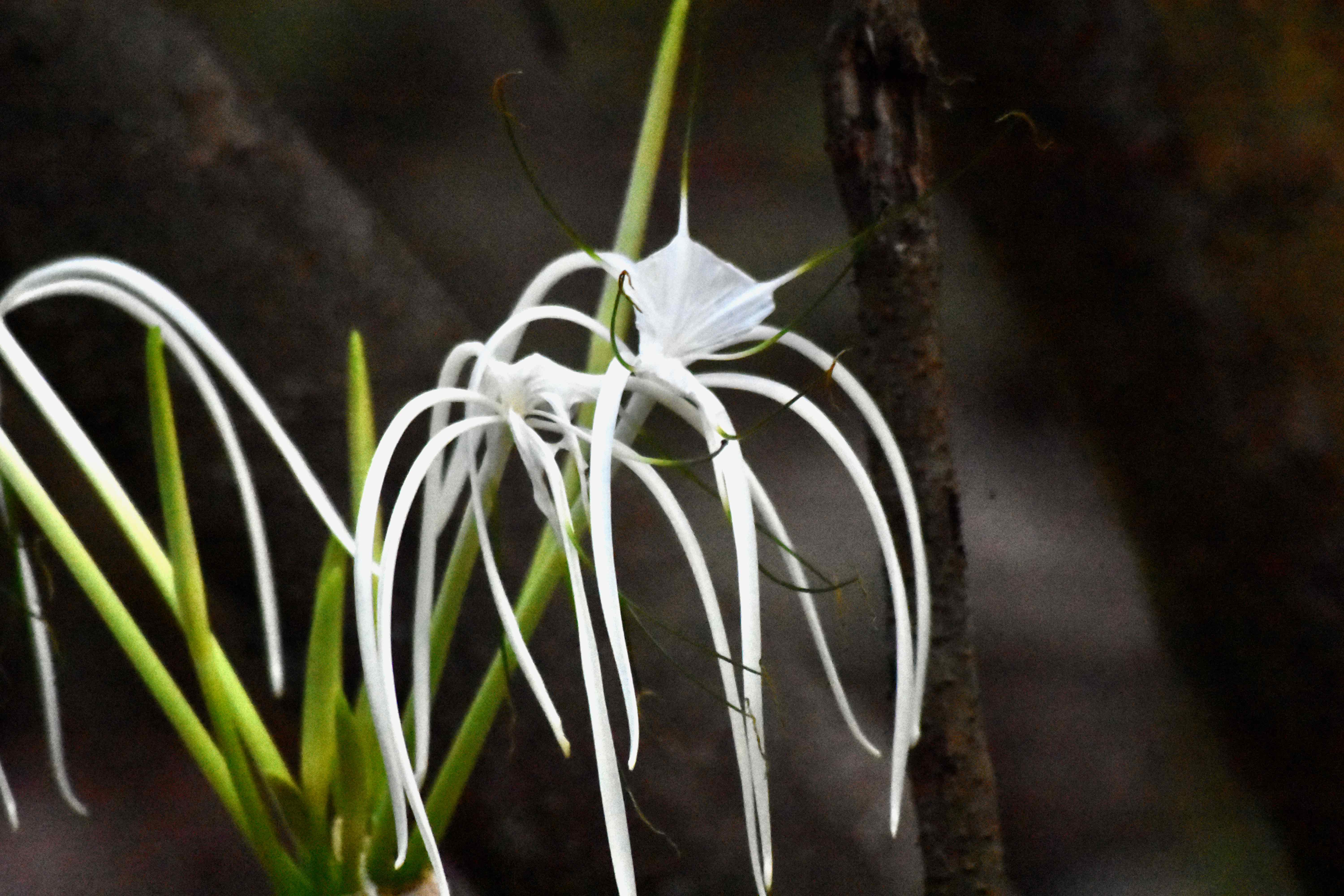 mangrove spider lily
