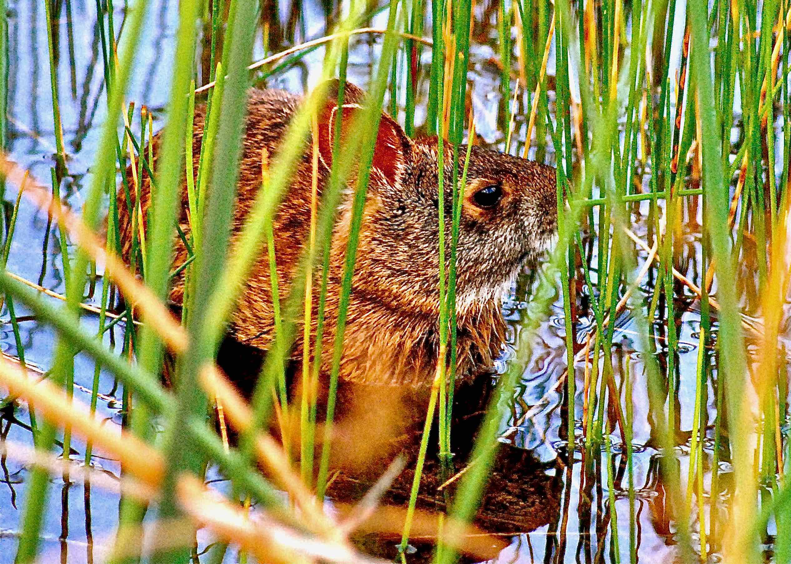 Marsh Rabbit - Short-Eared Marsh Swimmer 