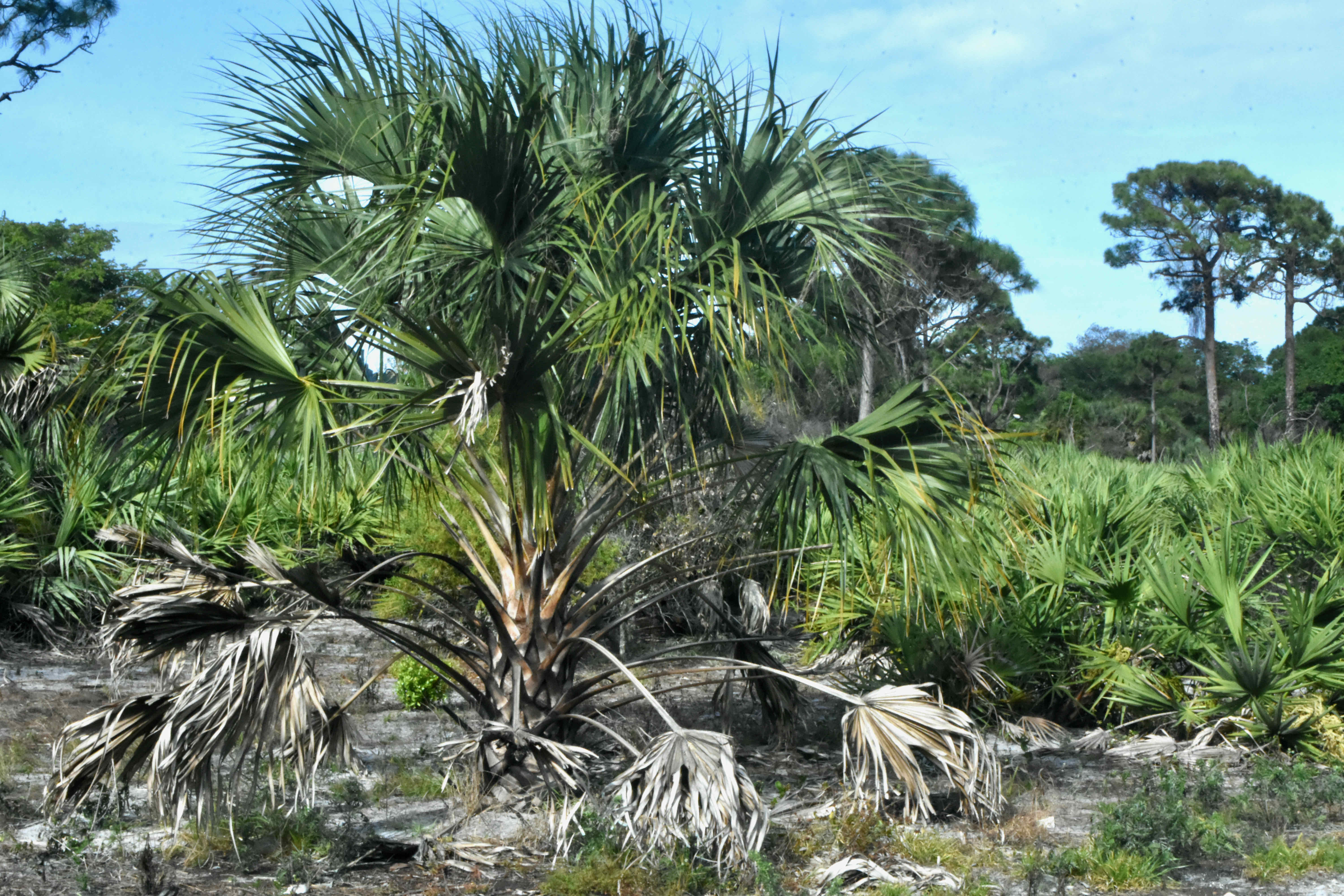 cabbage palm burned