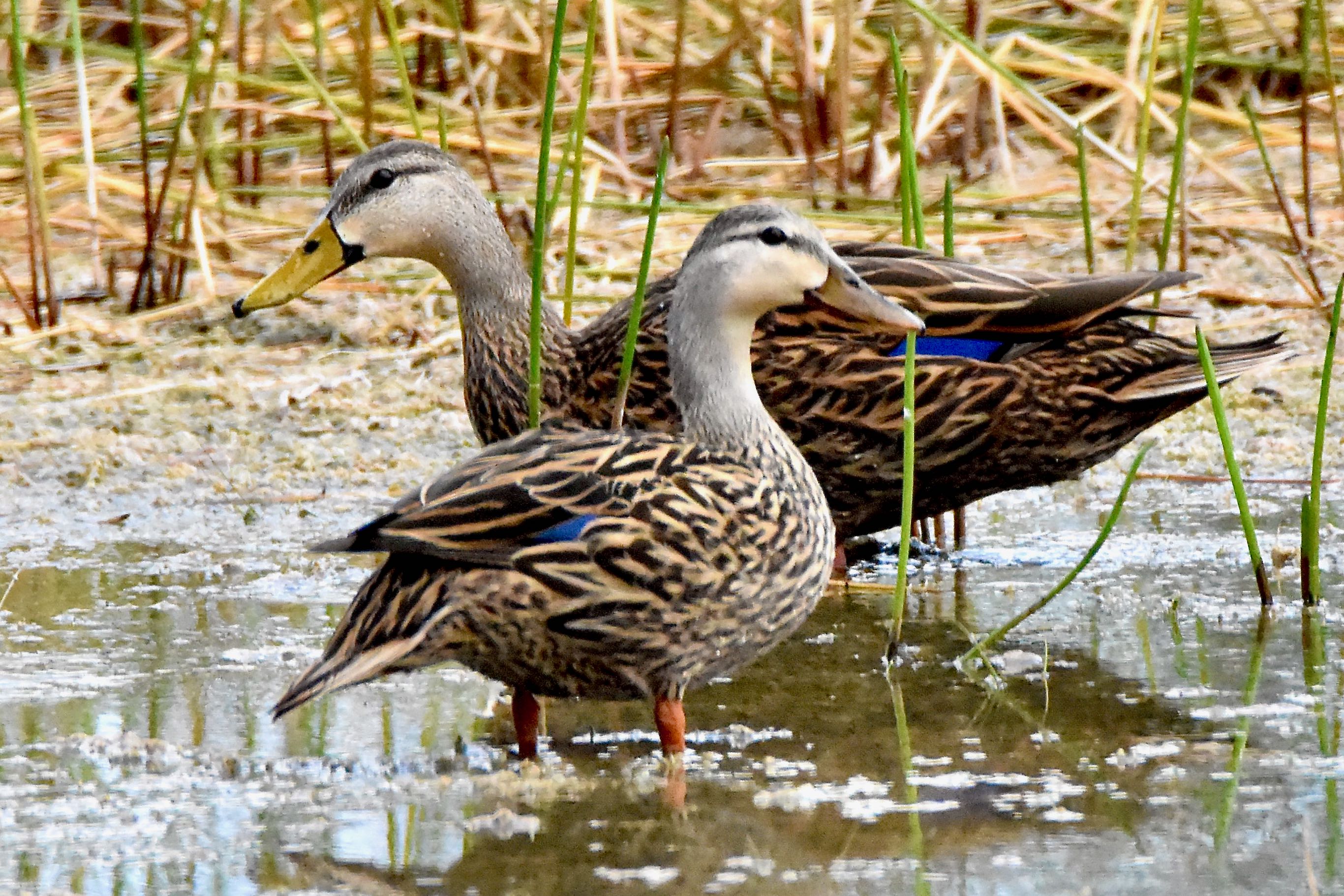 mottled ducks