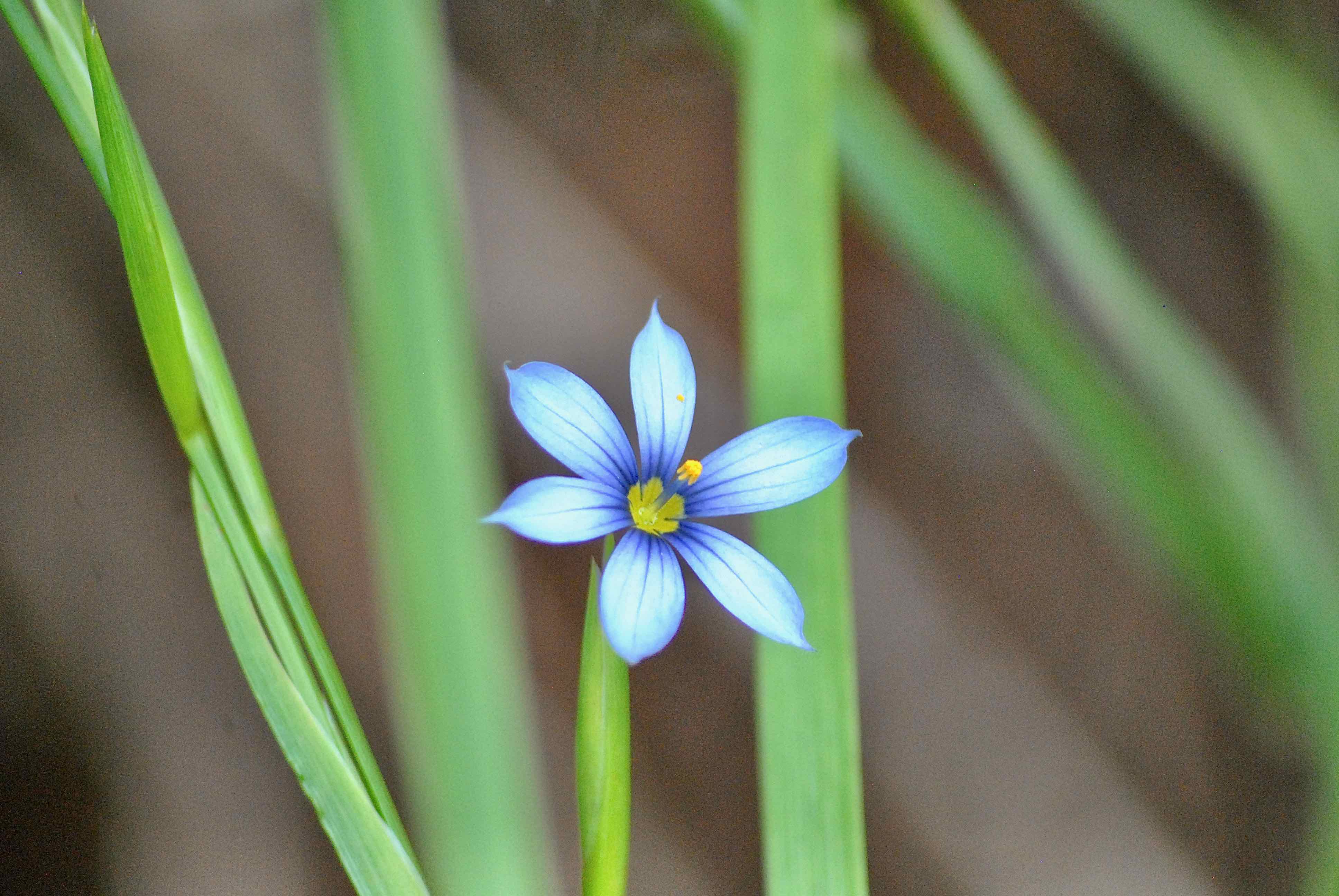 narrowleaf blue-eyed grass