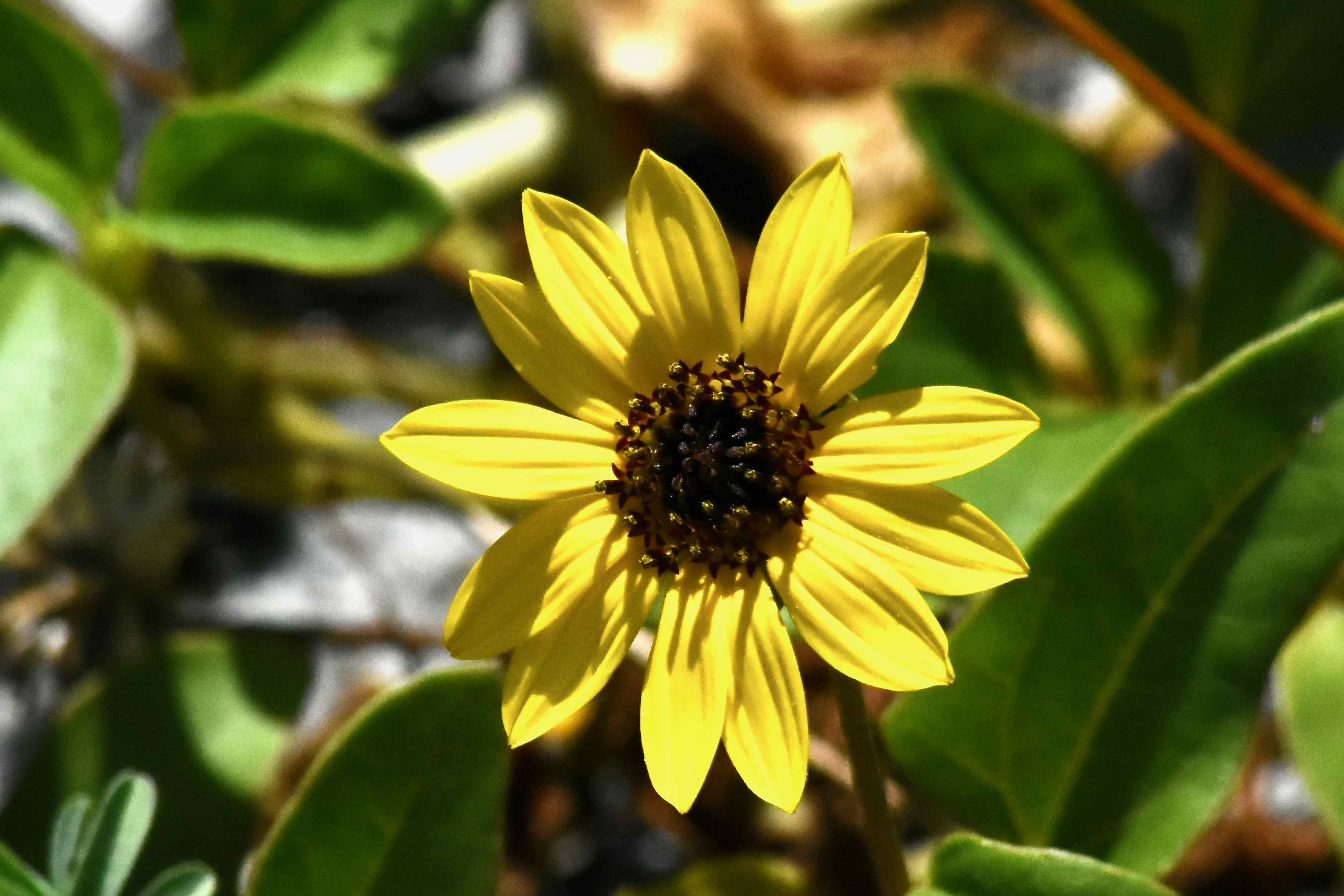 East Coast Dune Sunflower