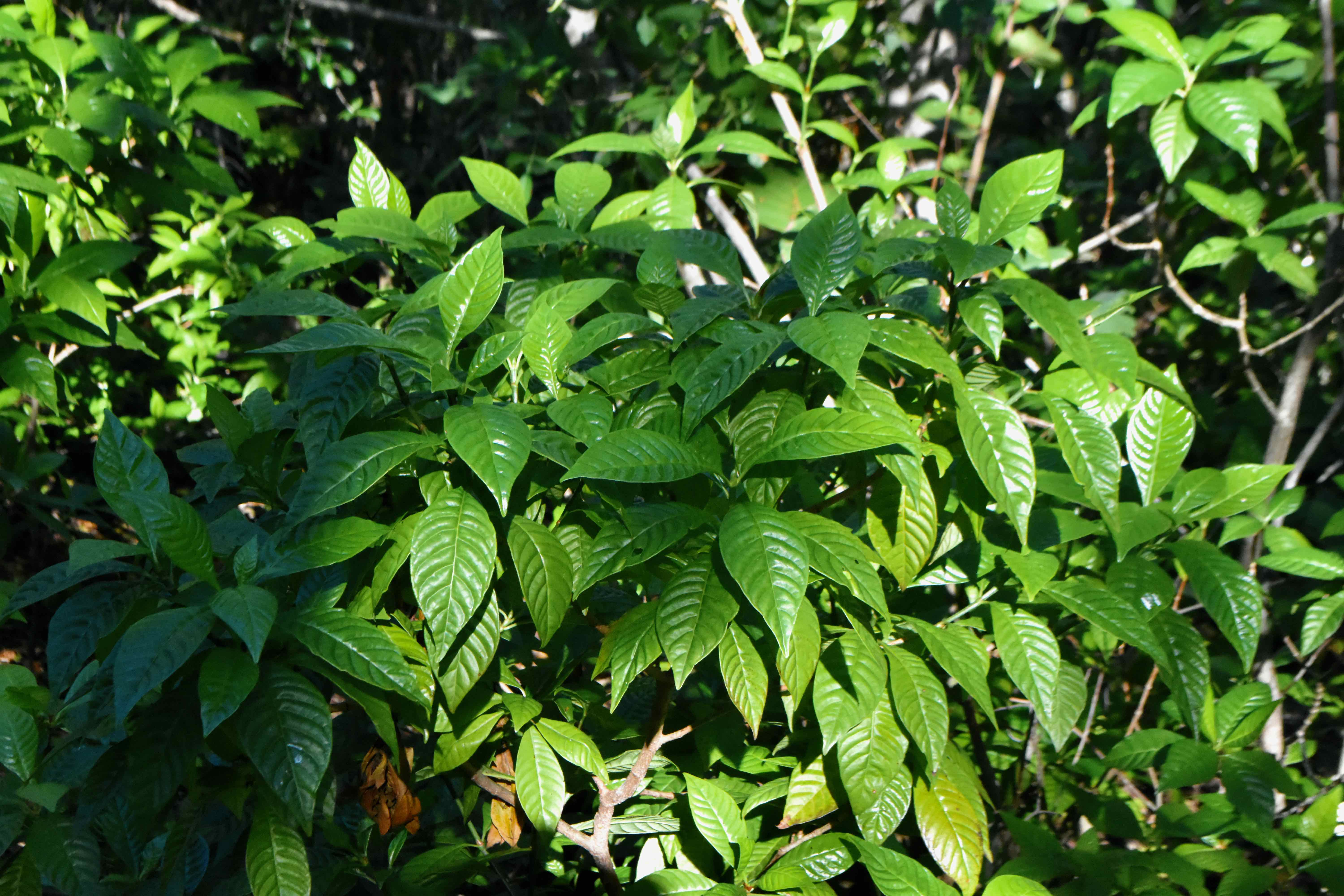 Shiny-Leafed Wild Coffee