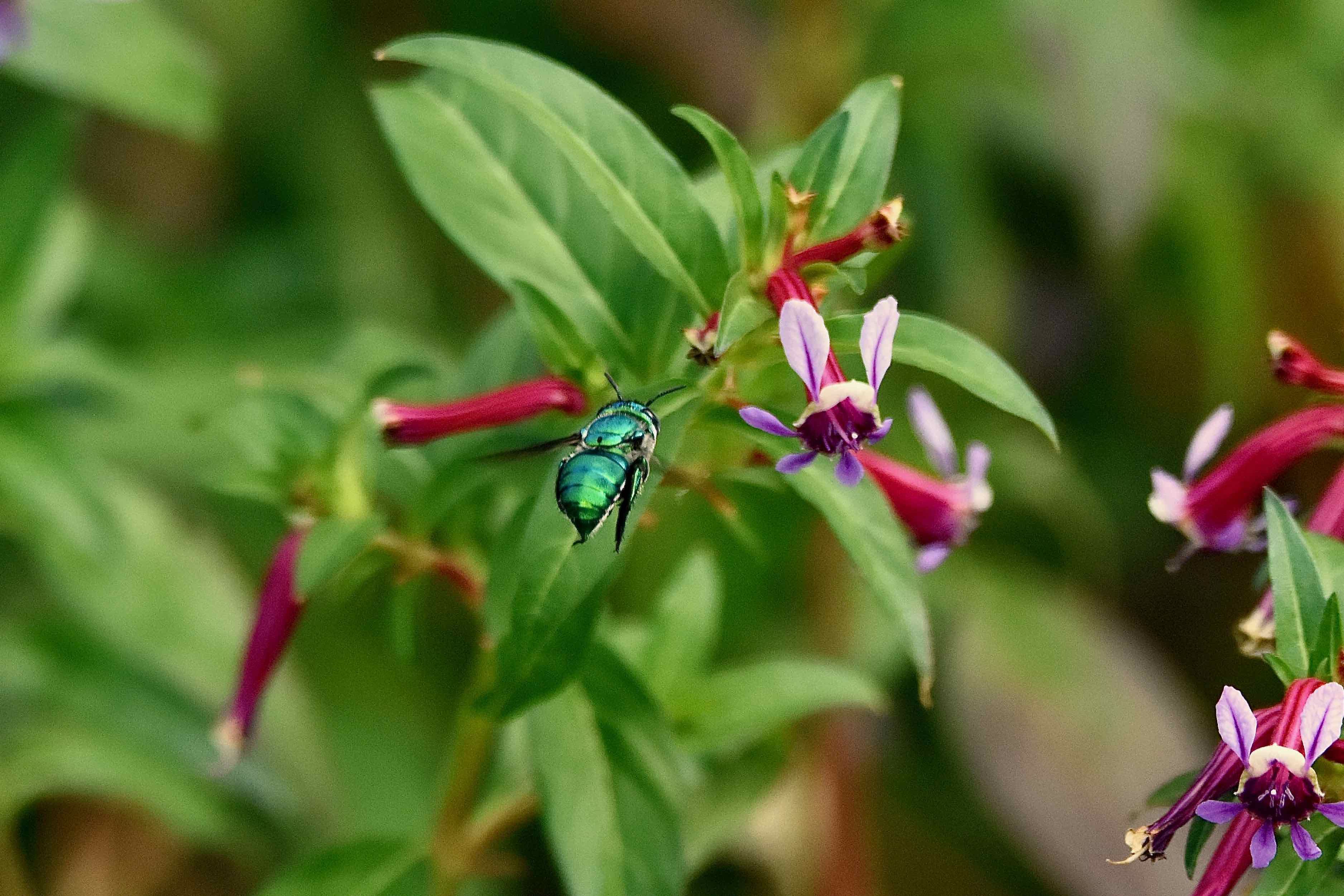 green orchid bee