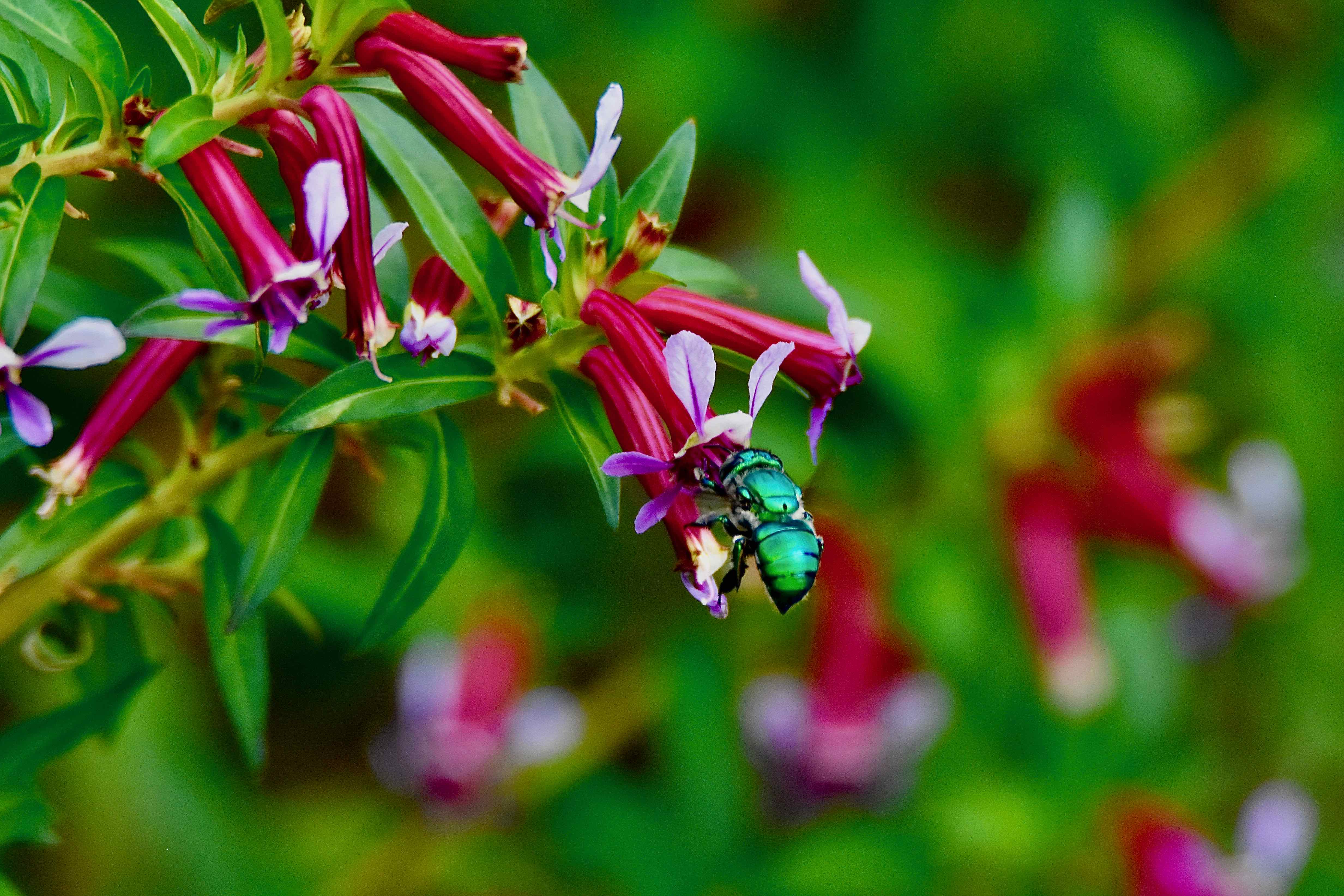green orchid bee
