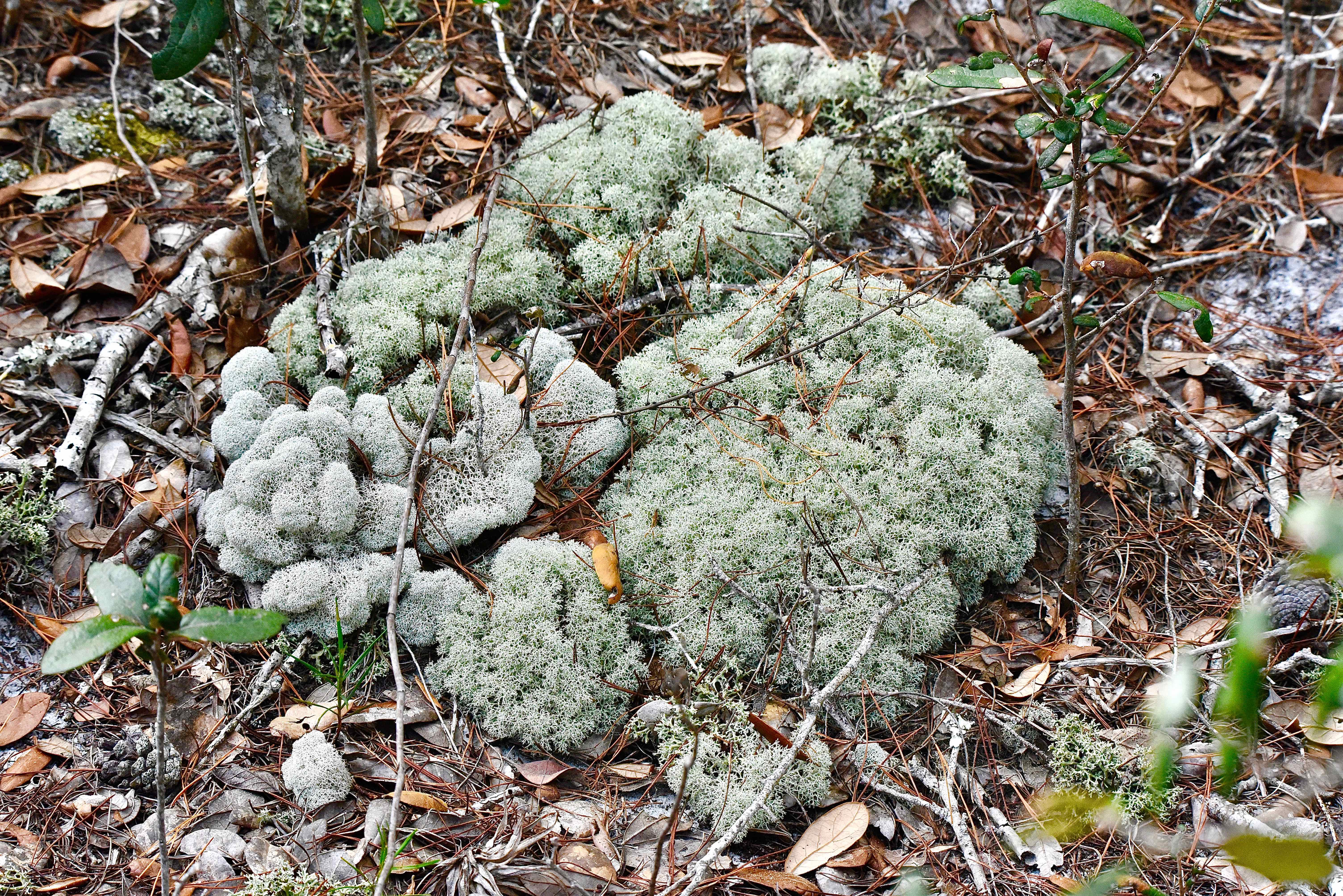 Powderpuff lichen