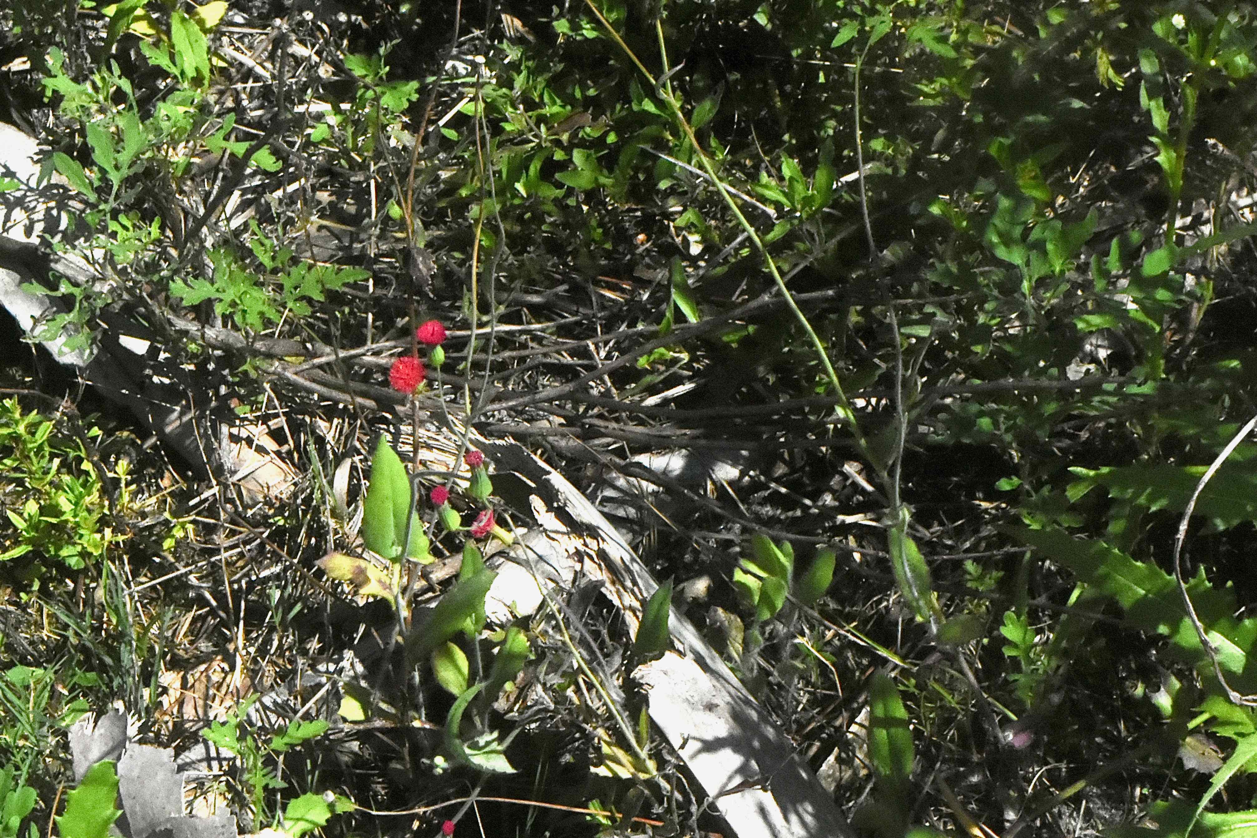 Florida red tasselflower
