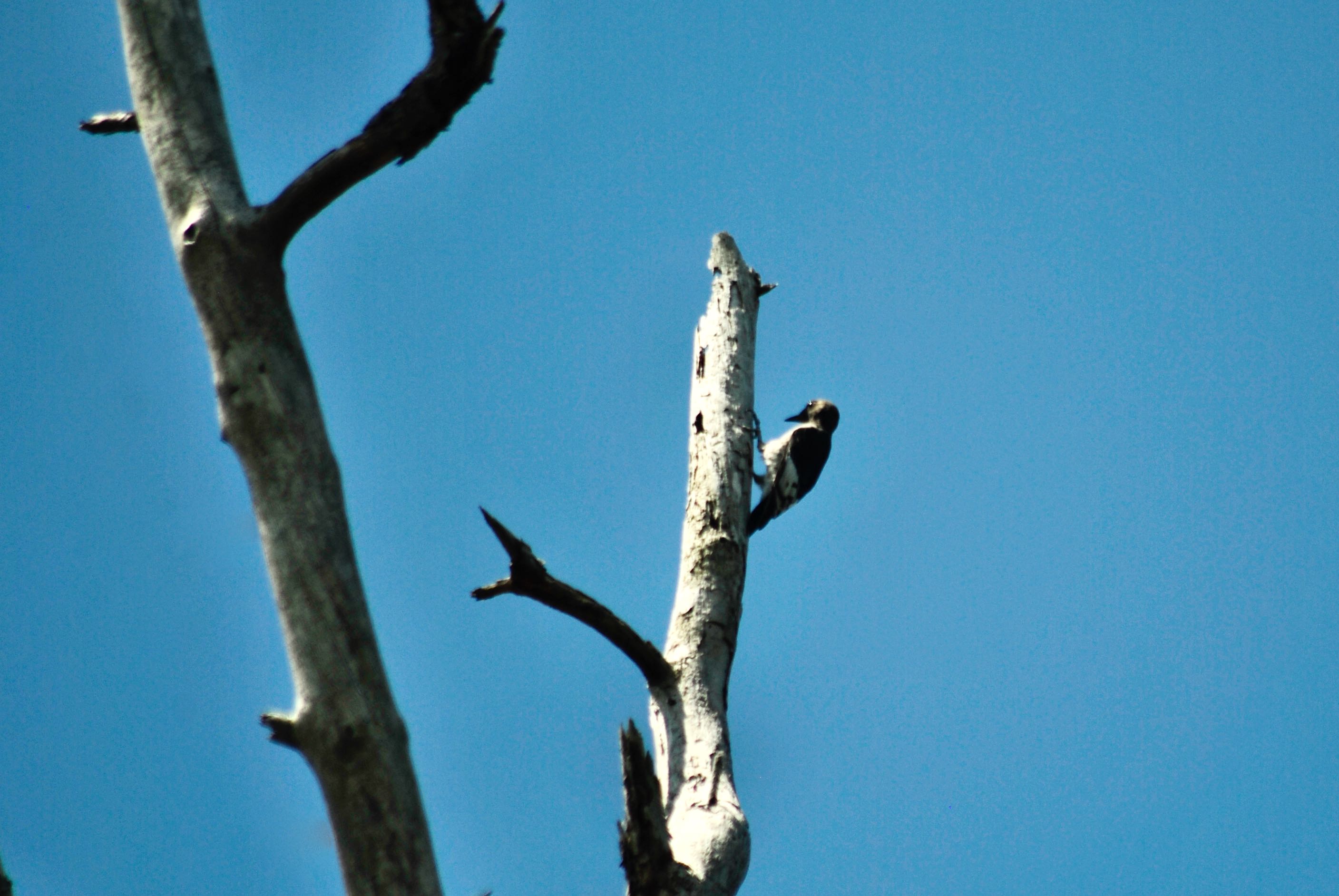 red-headed woodpecker