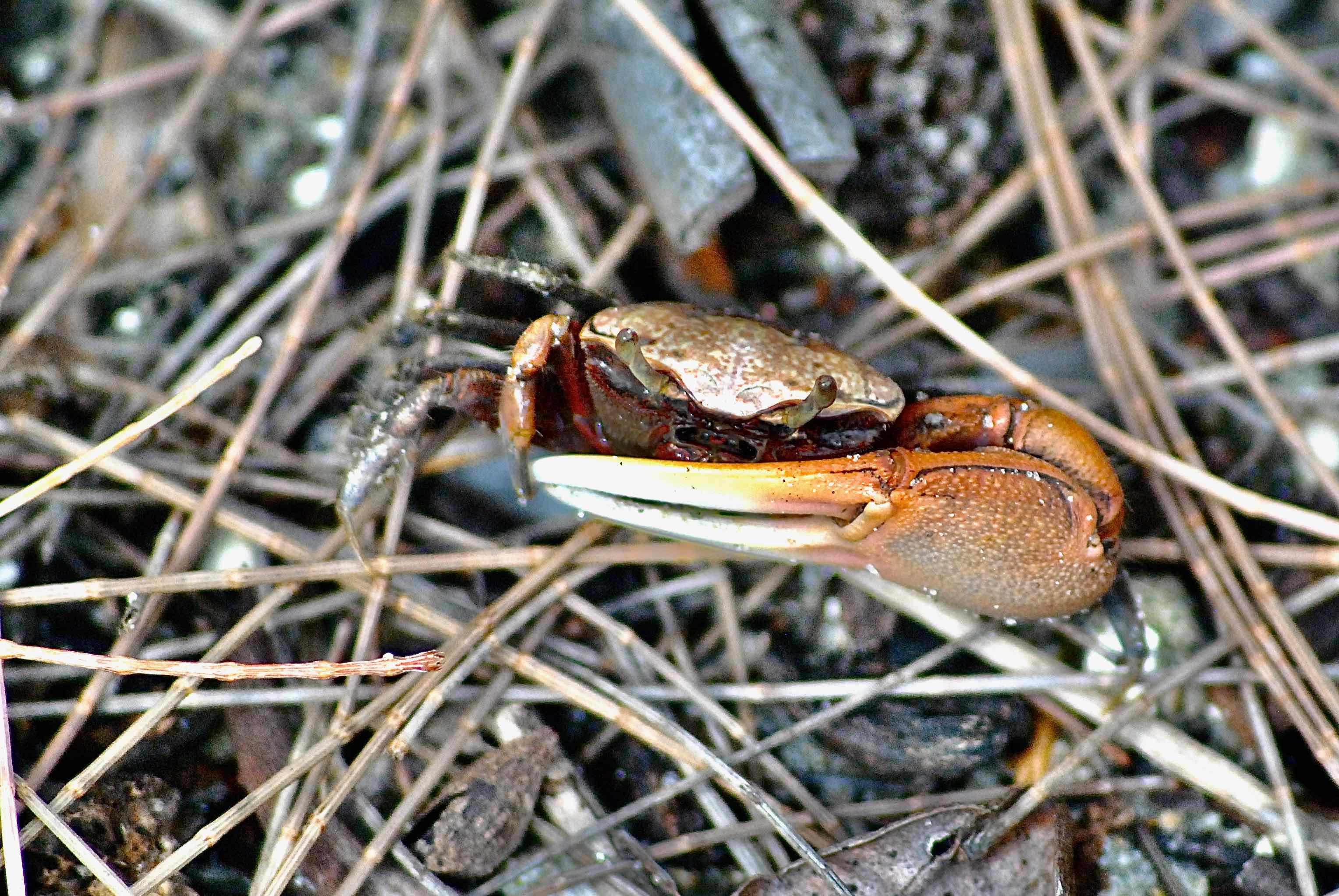 sand fiddler crab