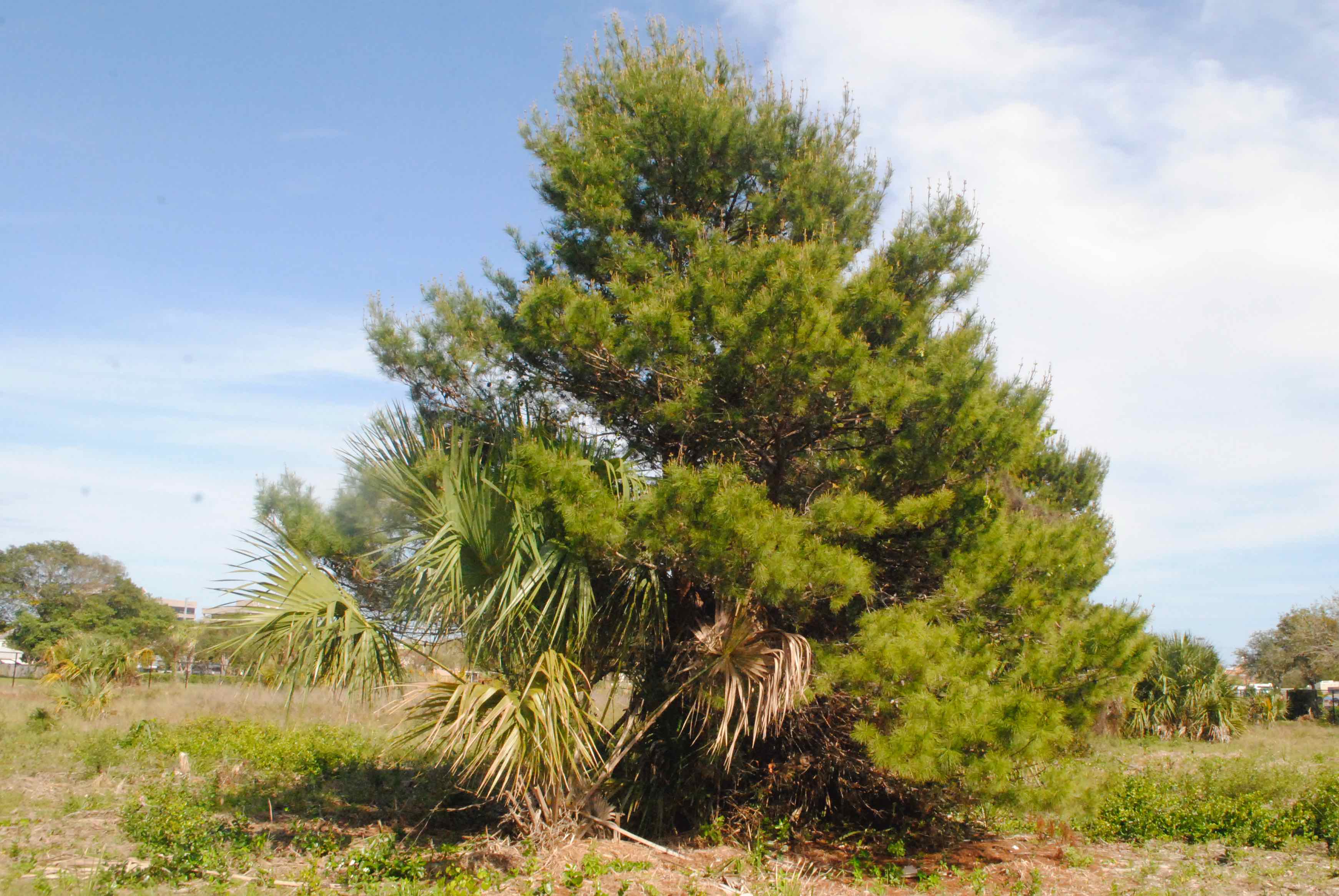 sand pine