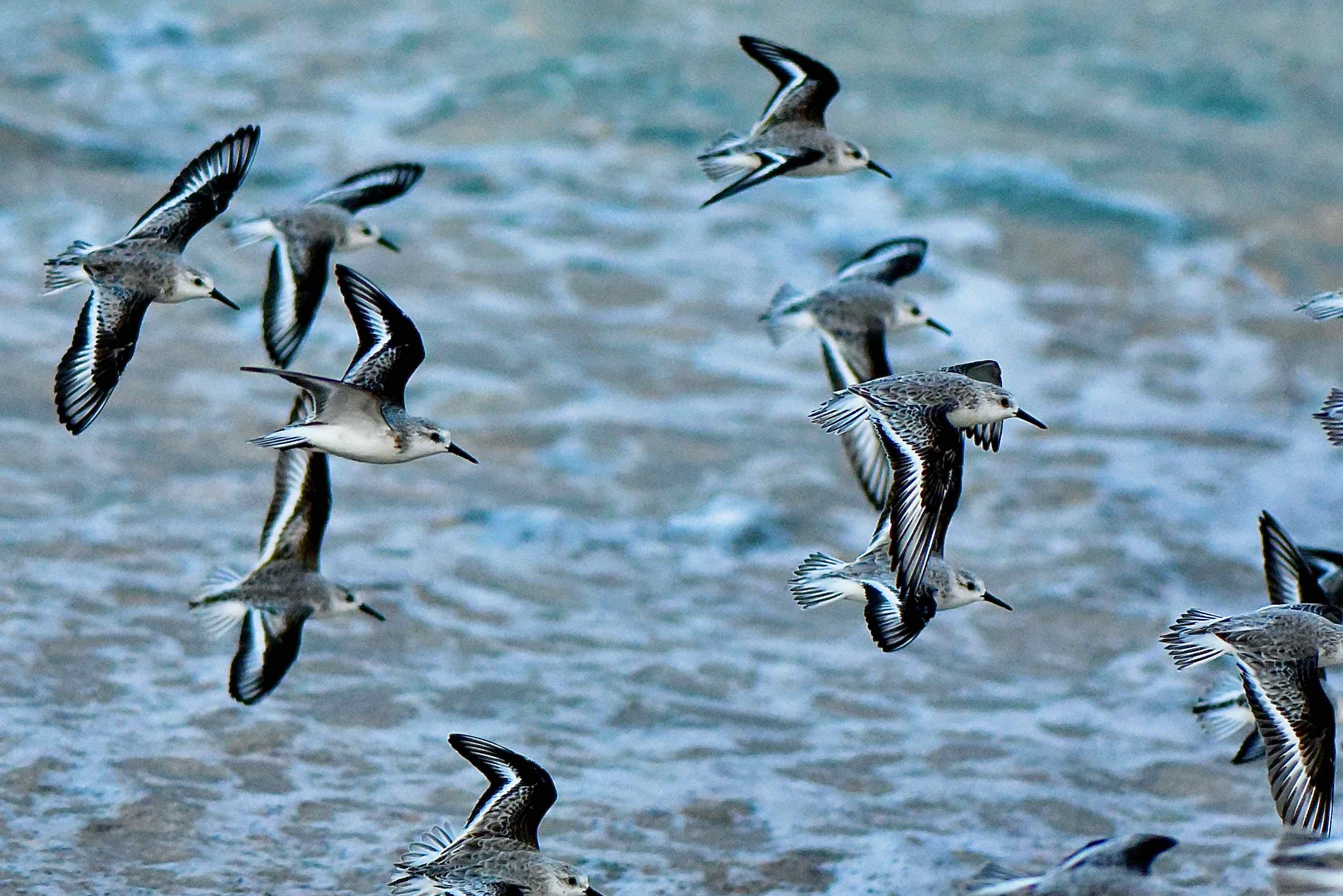Sanderlings flying