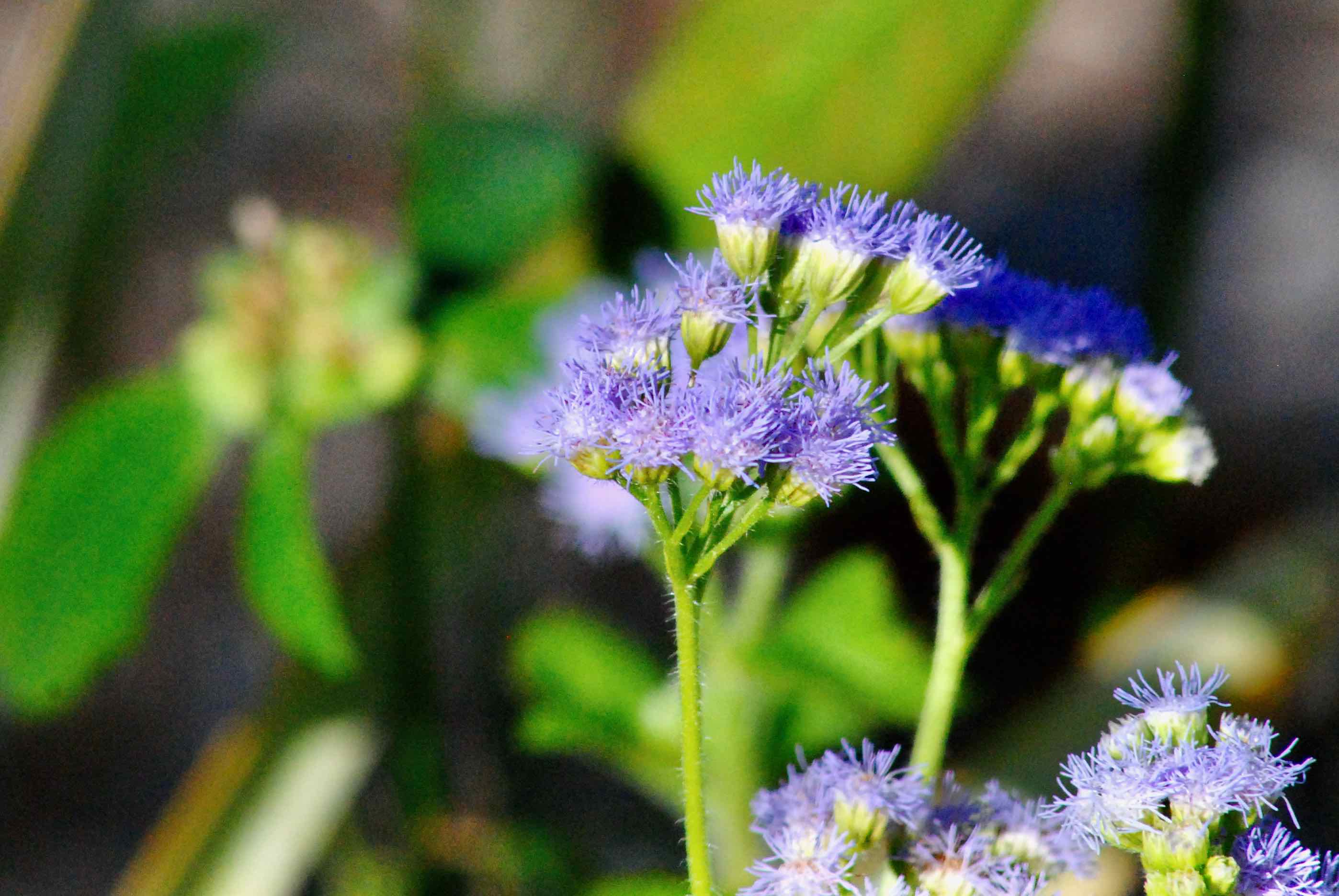 blue mistflower