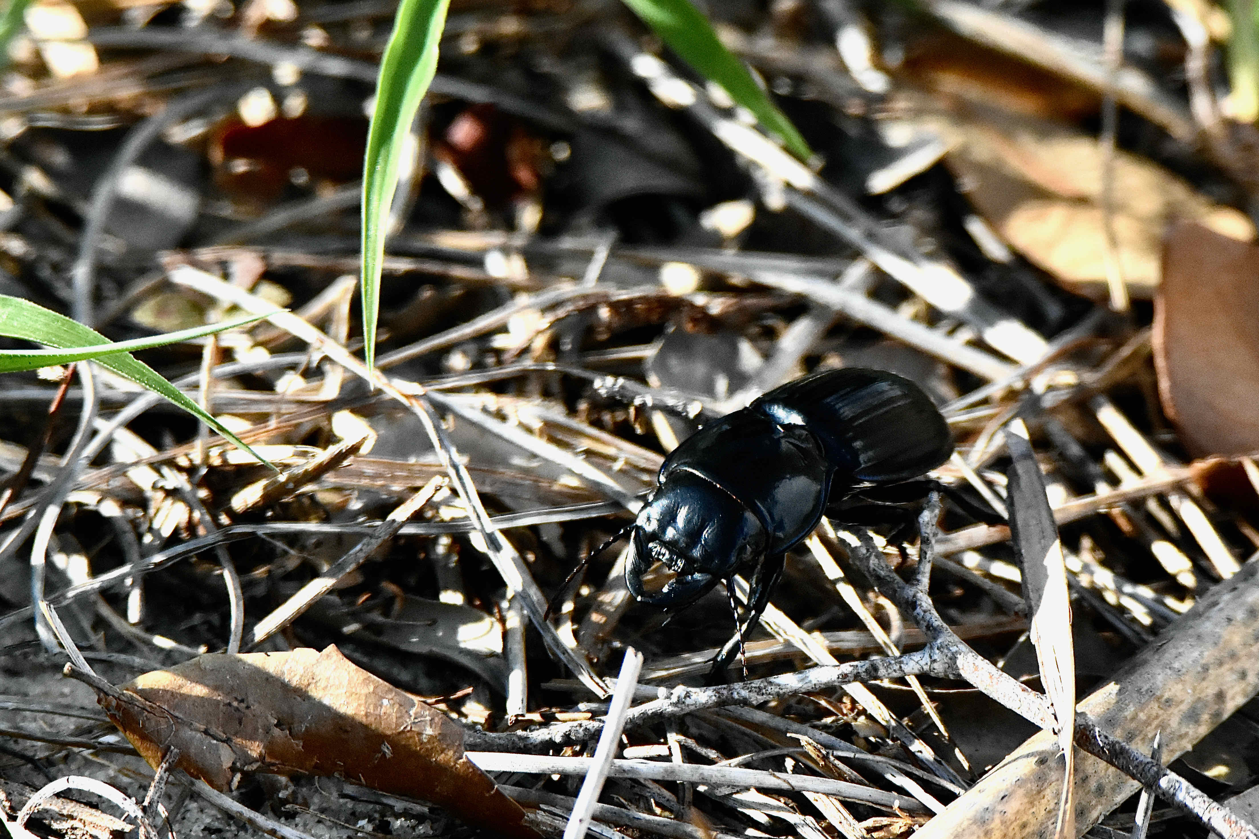 Scarites ground beetle