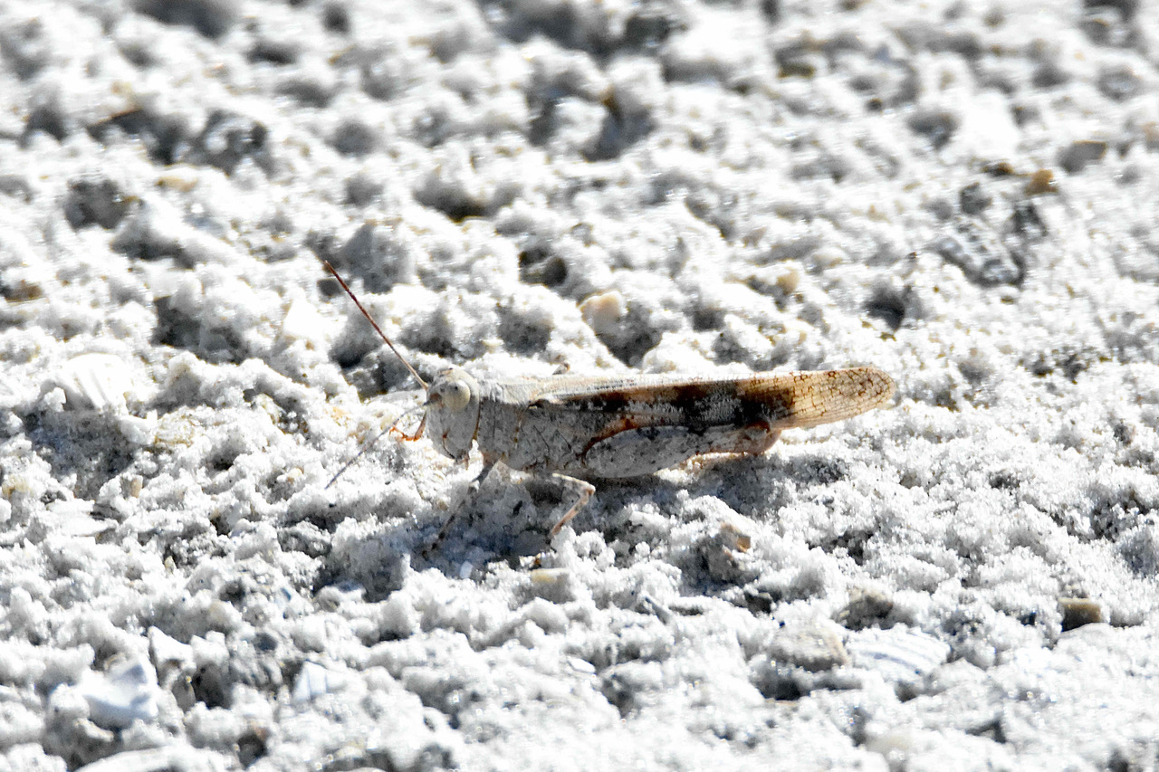 seaside grasshopper