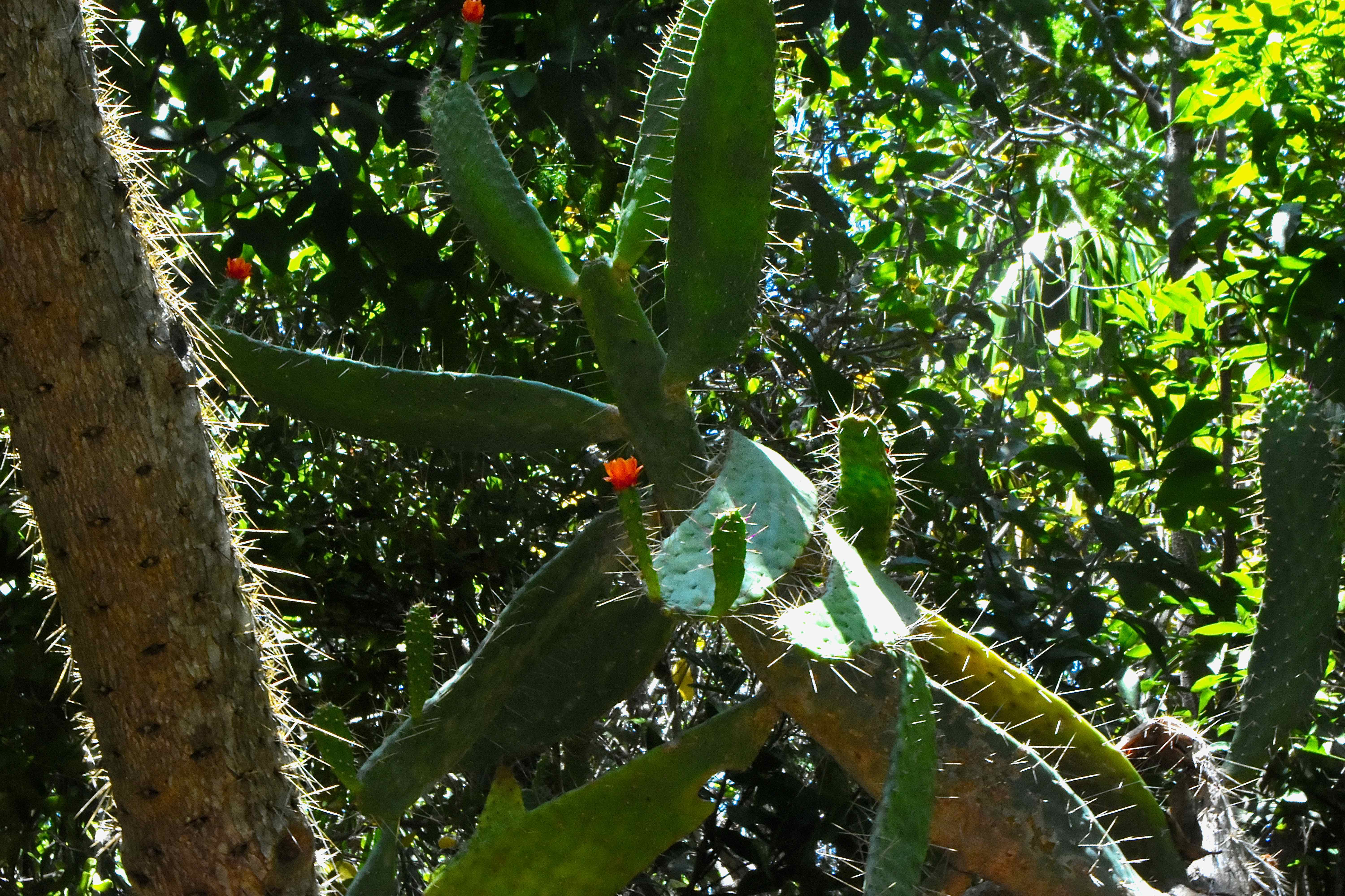 Florida Semaphore Cactus