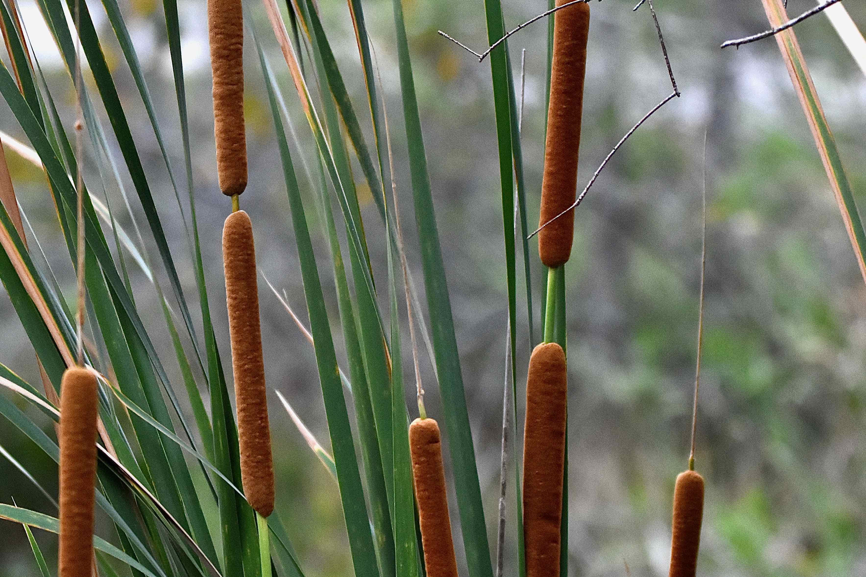 Southern Cattails