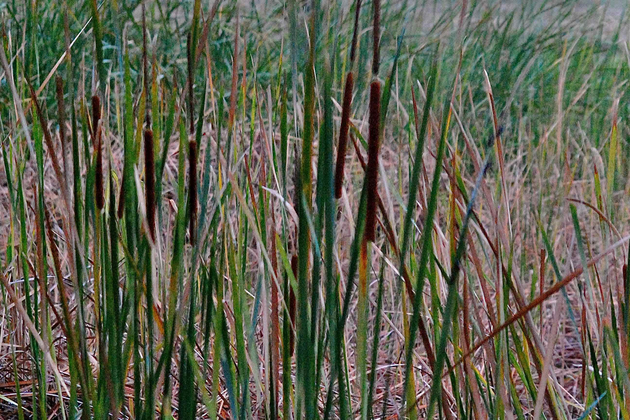 southern cattails