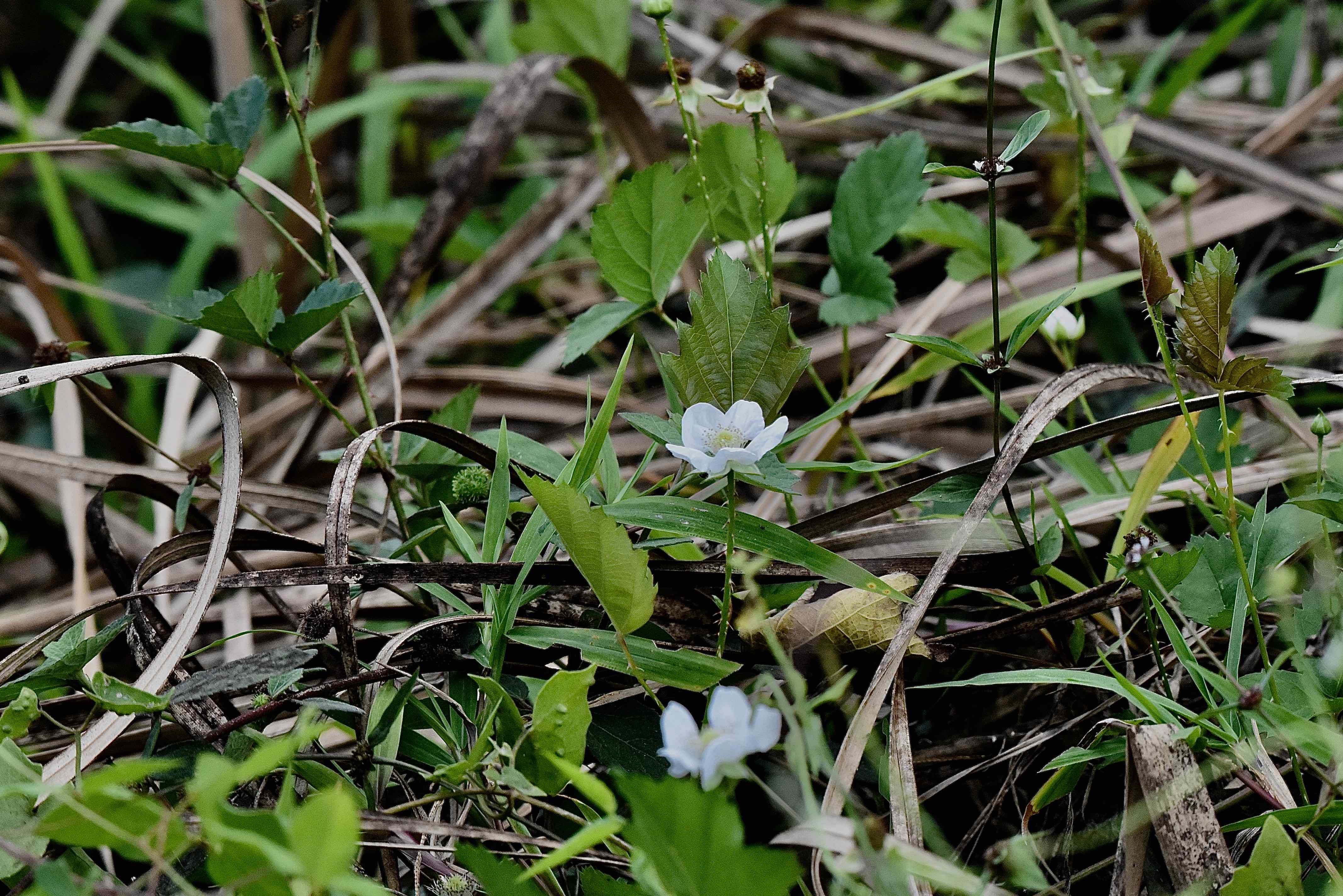 southern dewberry