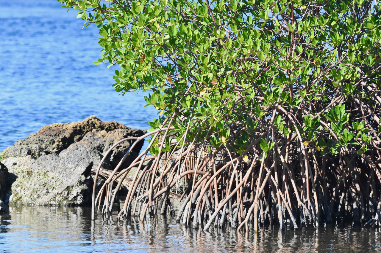 red mangroves