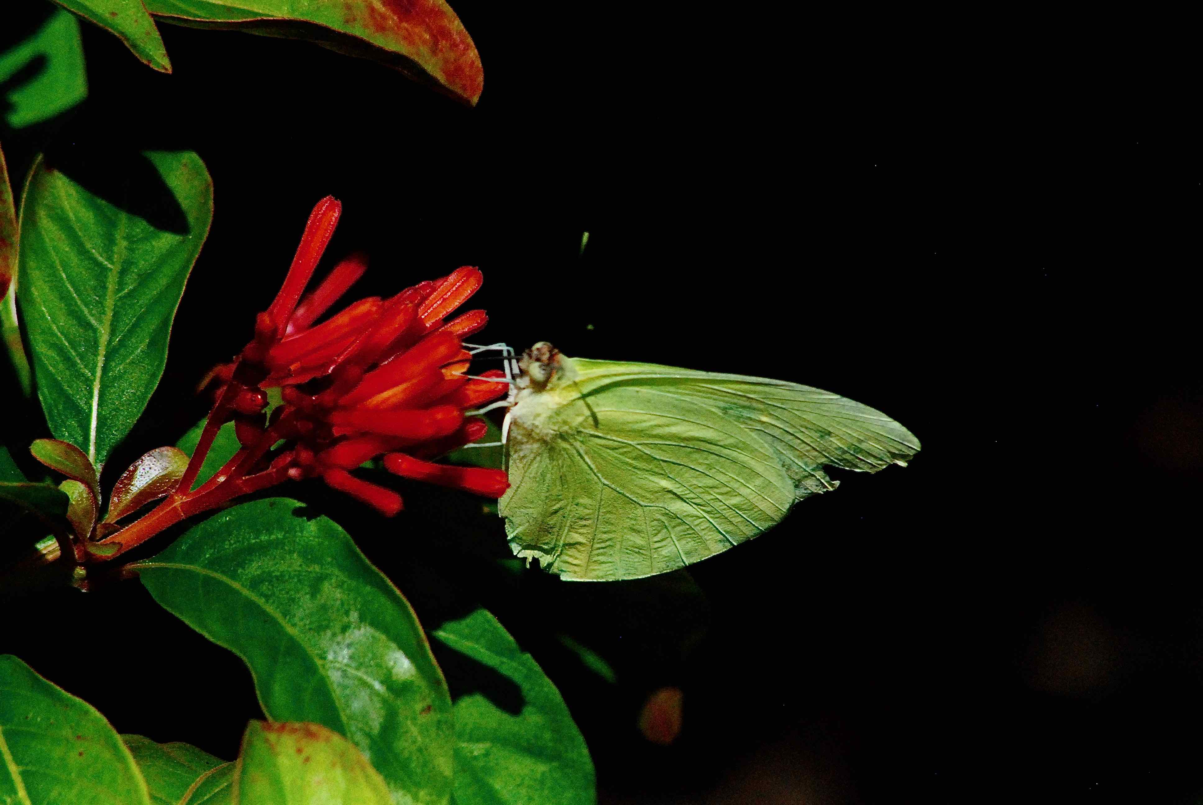 Statira Sulphur Butterfly
