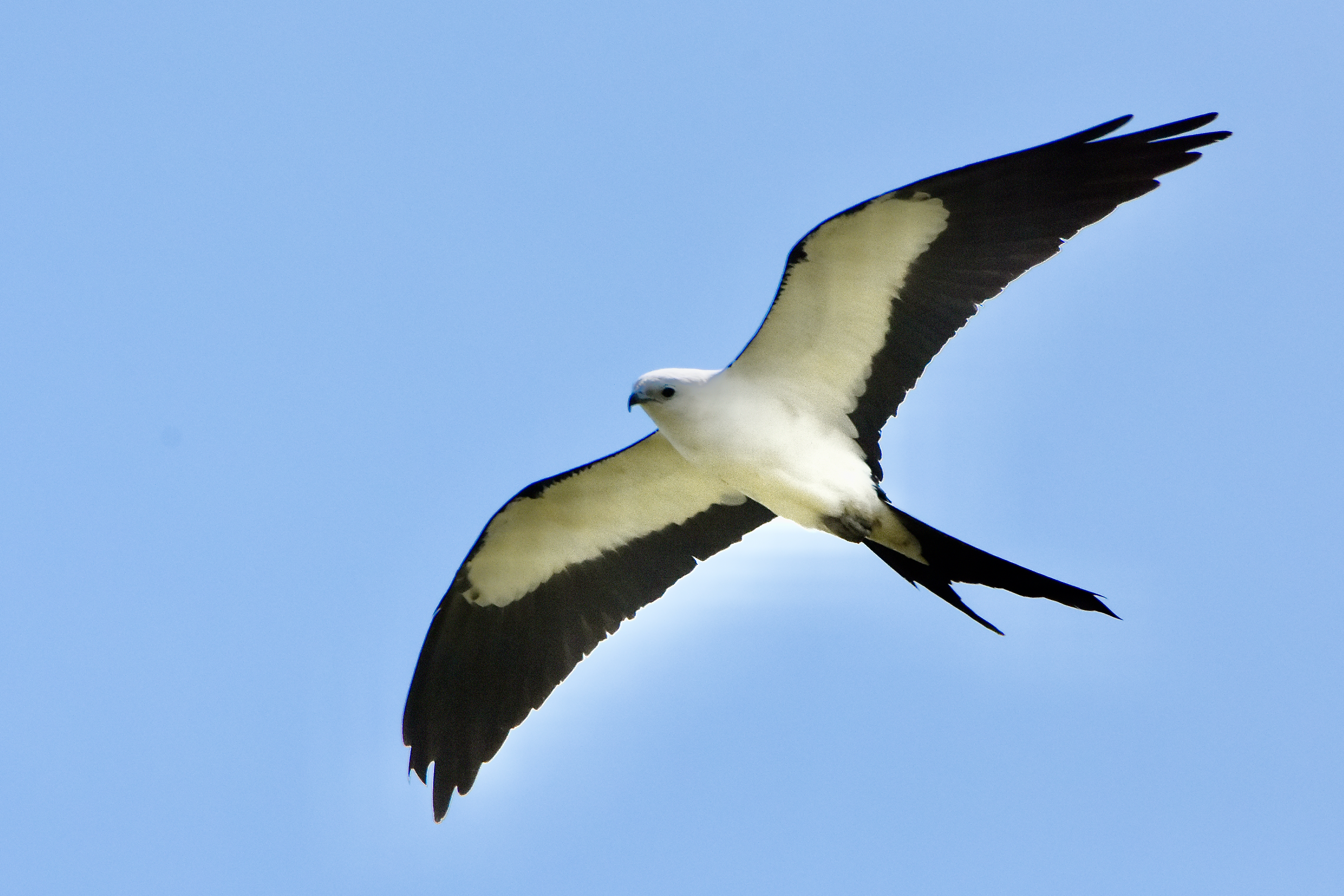 swallow-tailed kite