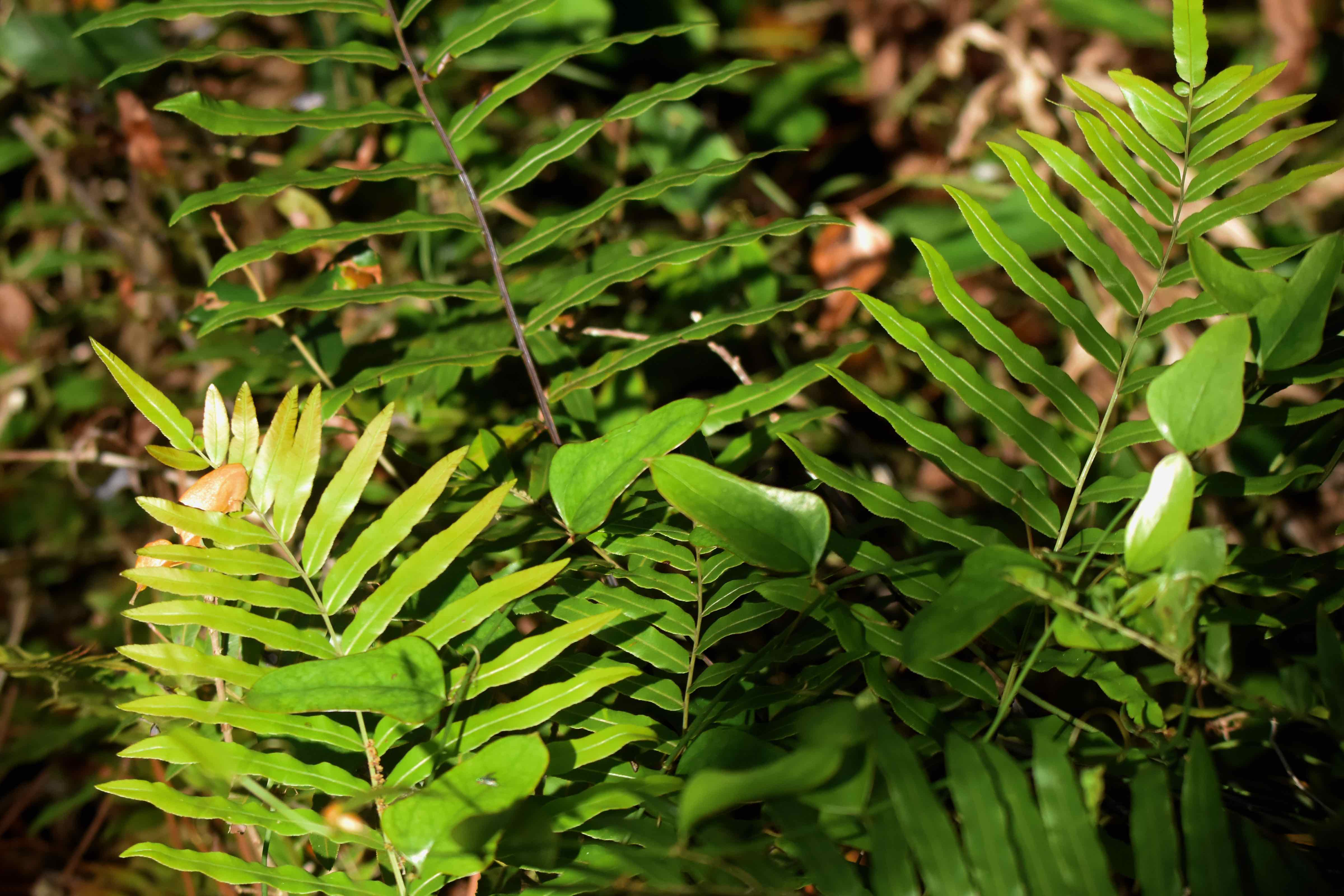 swamp fern