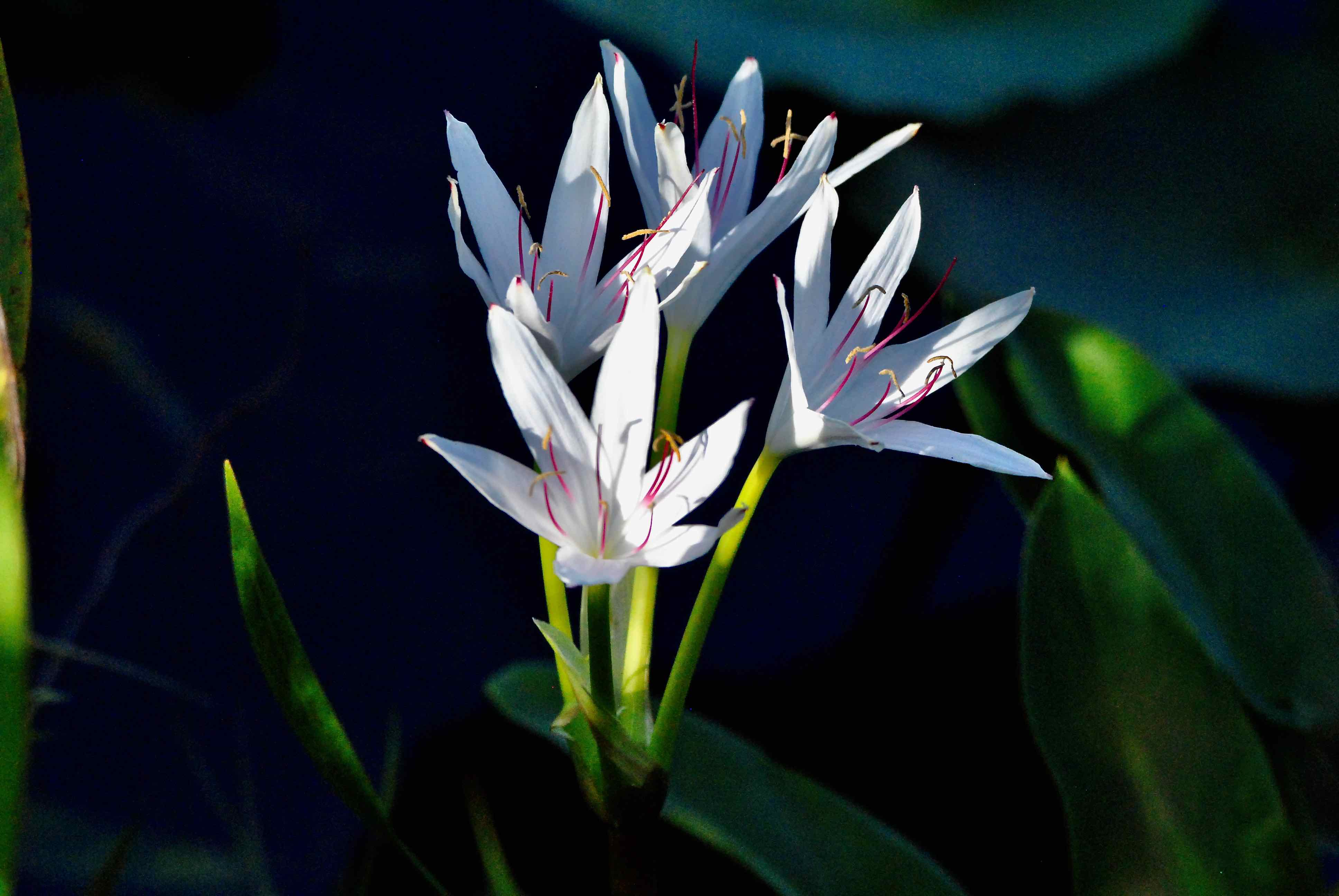 Swamp Lily