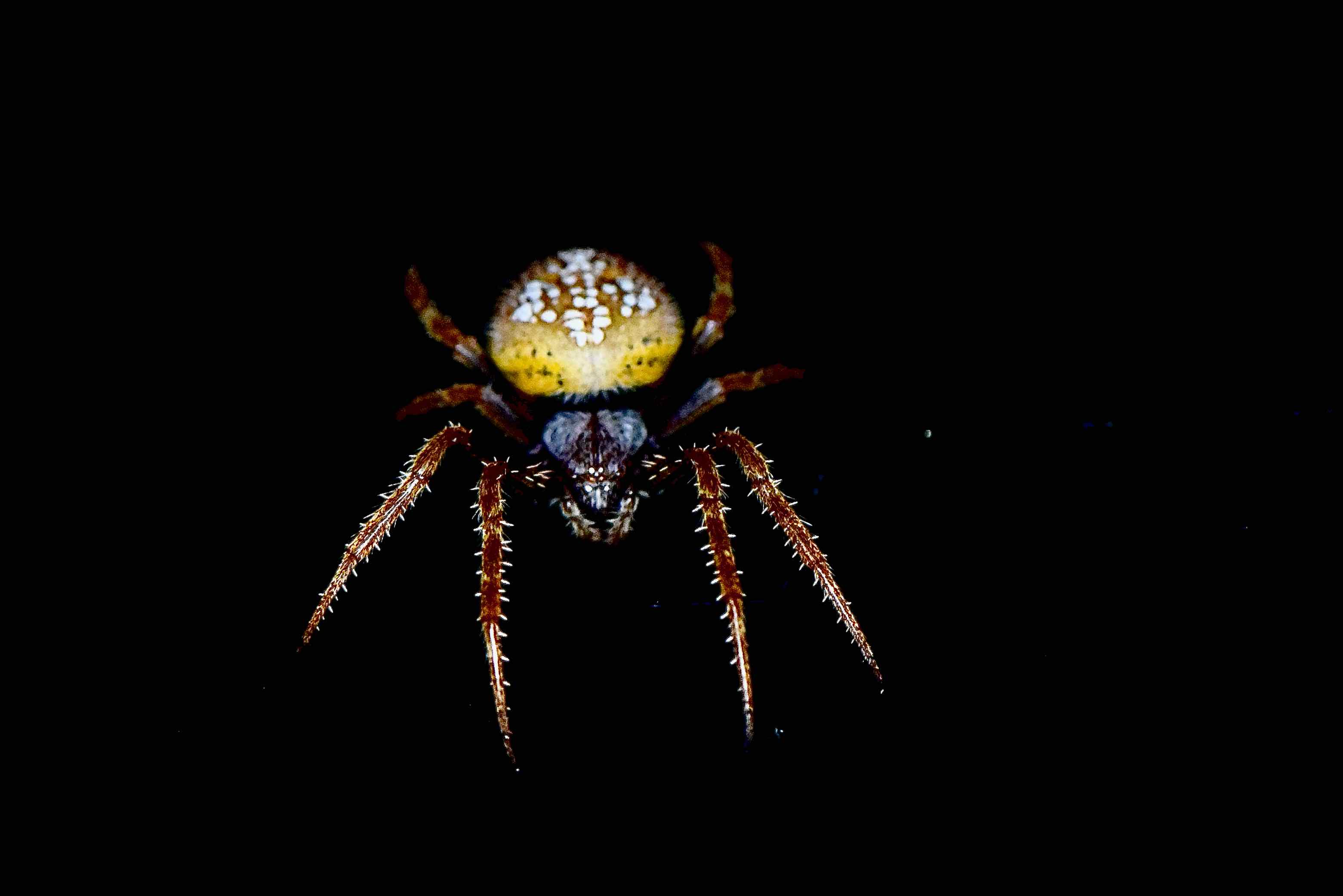 tropical orb spider