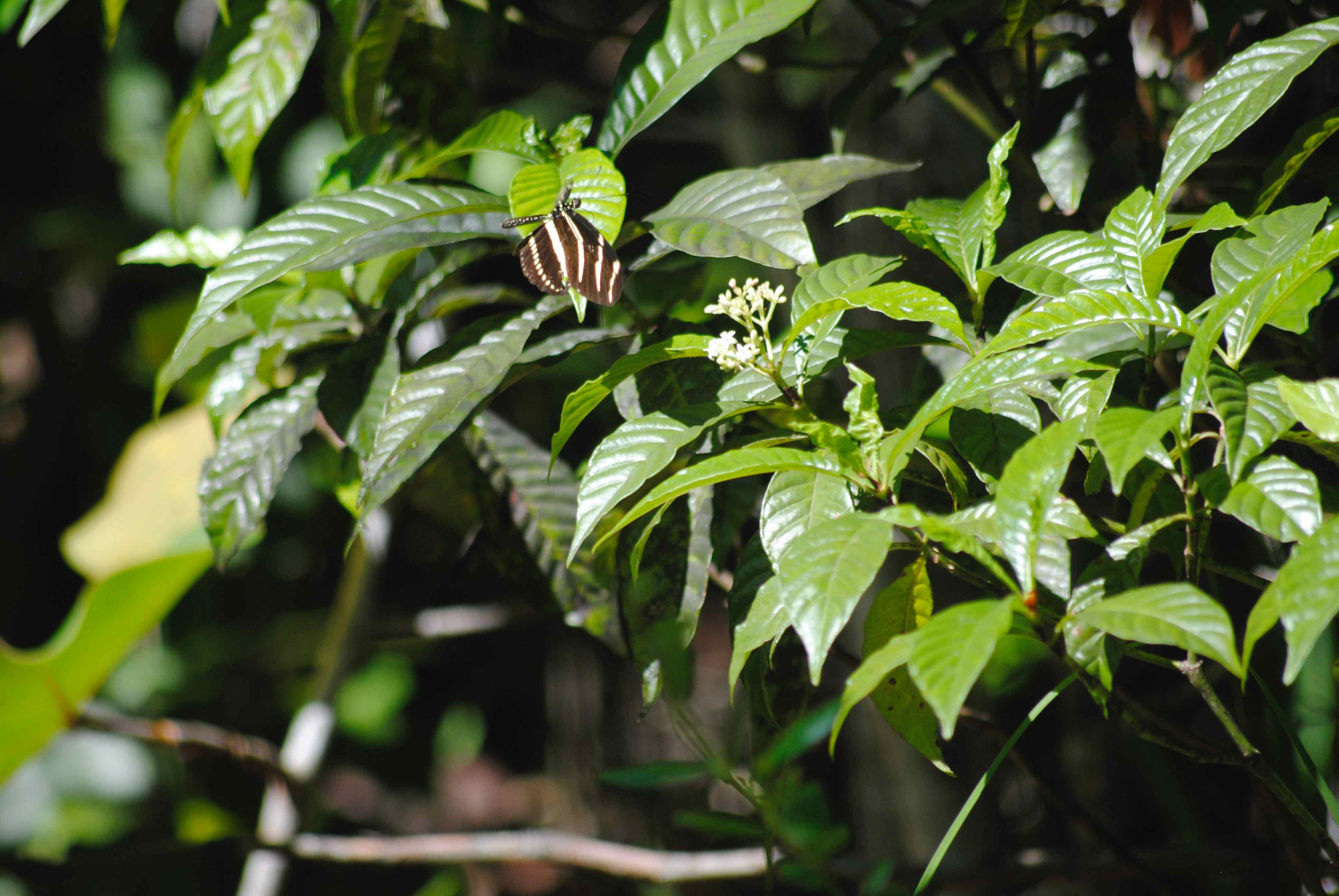 shiny-leafed wild coffee