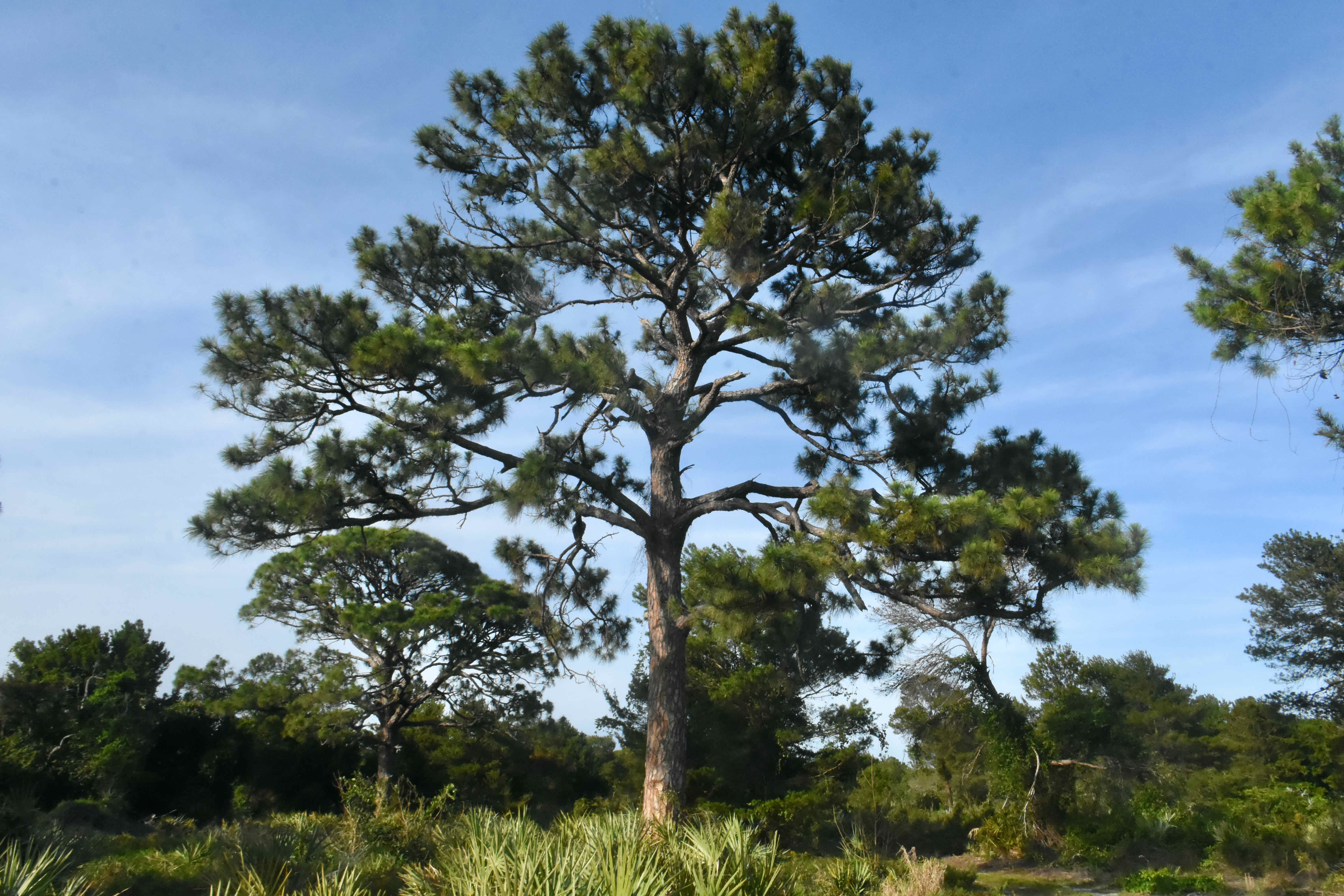 pine flatwood