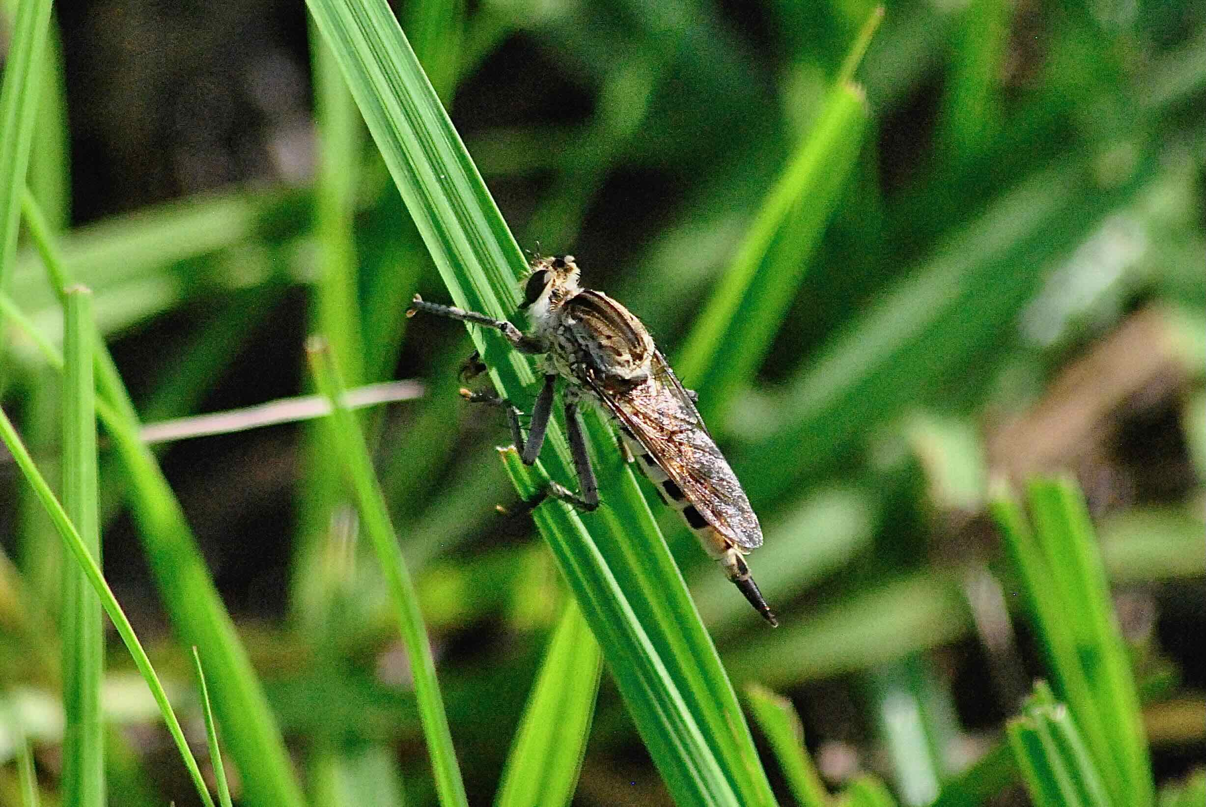 northern triorla robber fly
