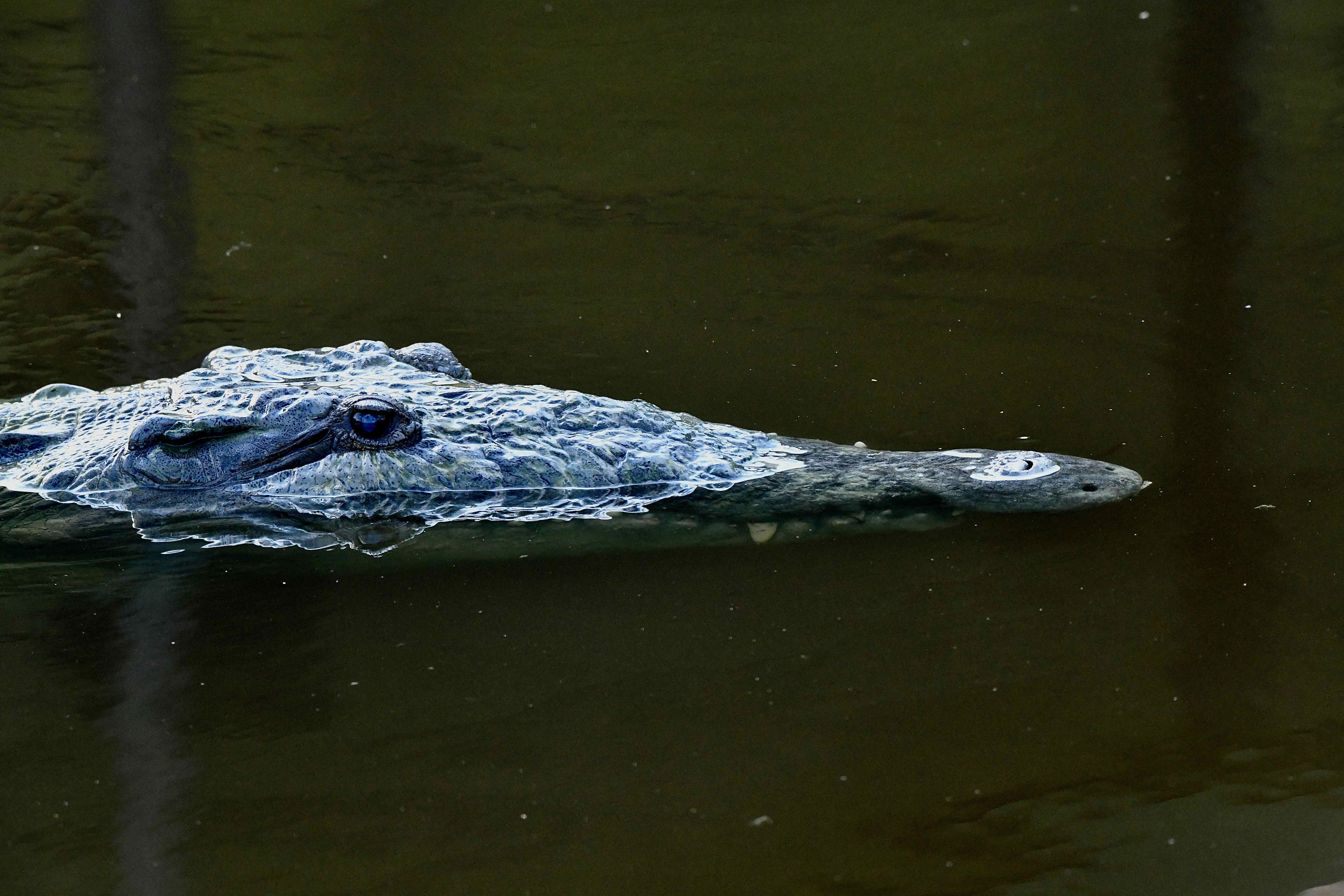 crocodile