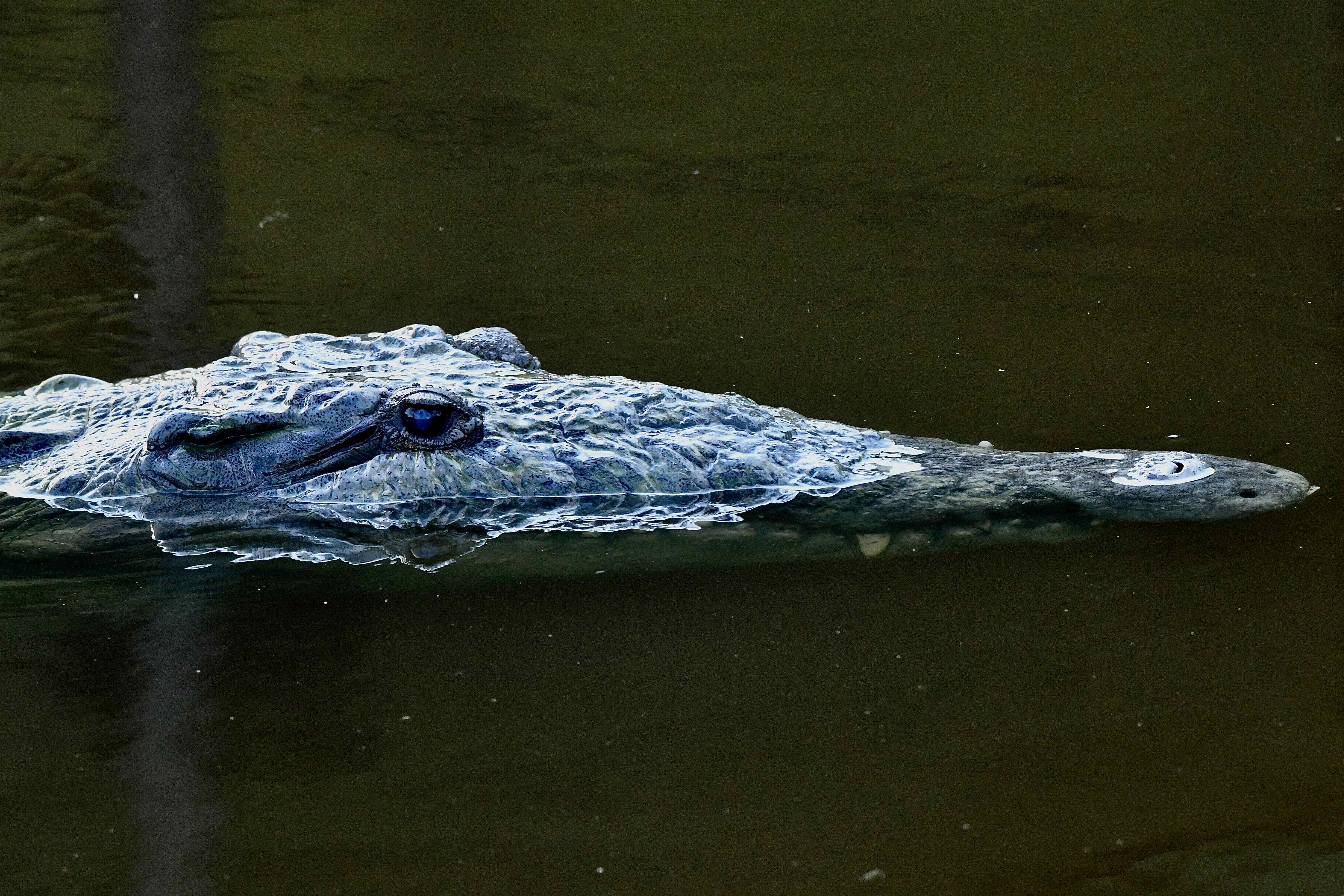american crocodilse