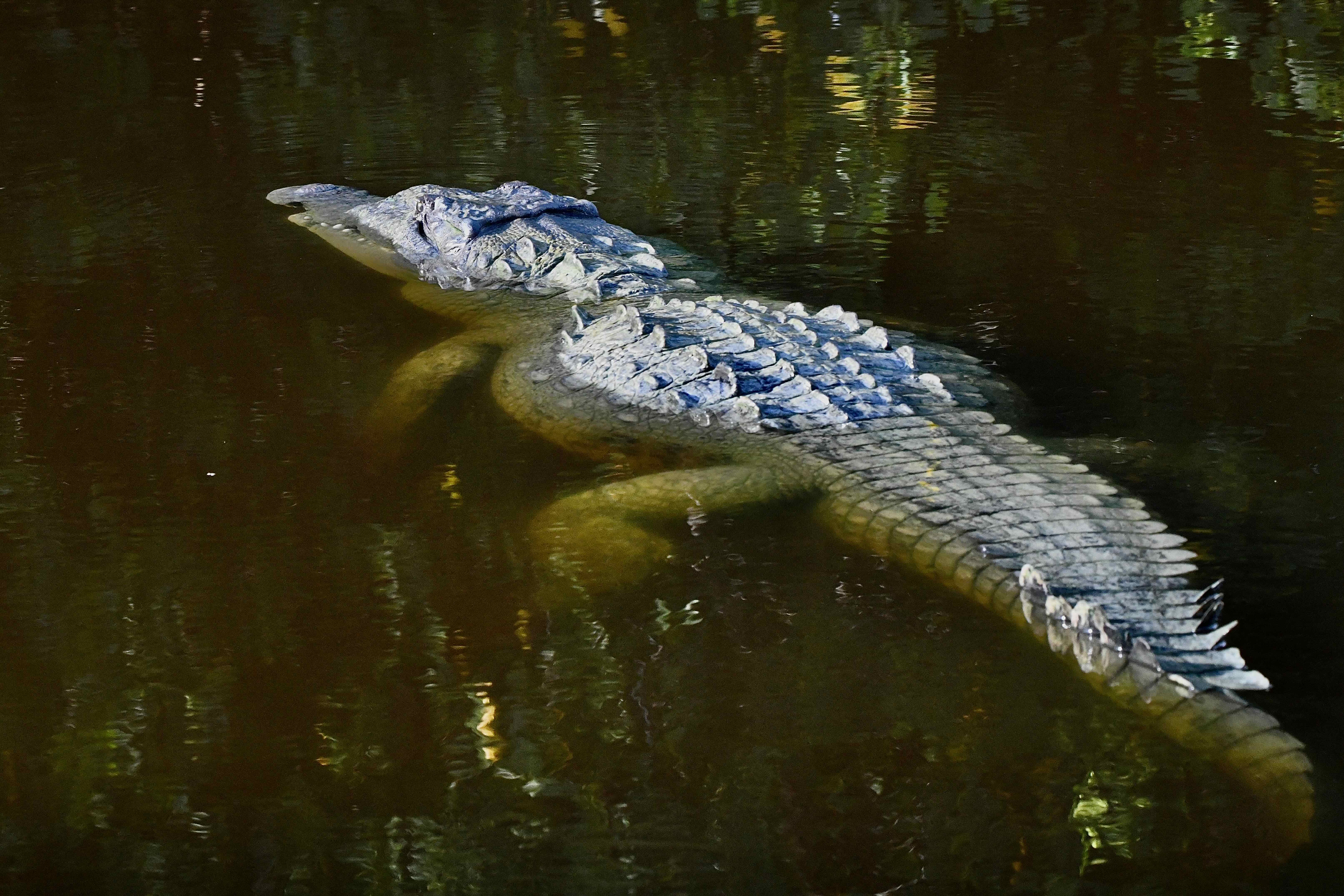 american crocodile