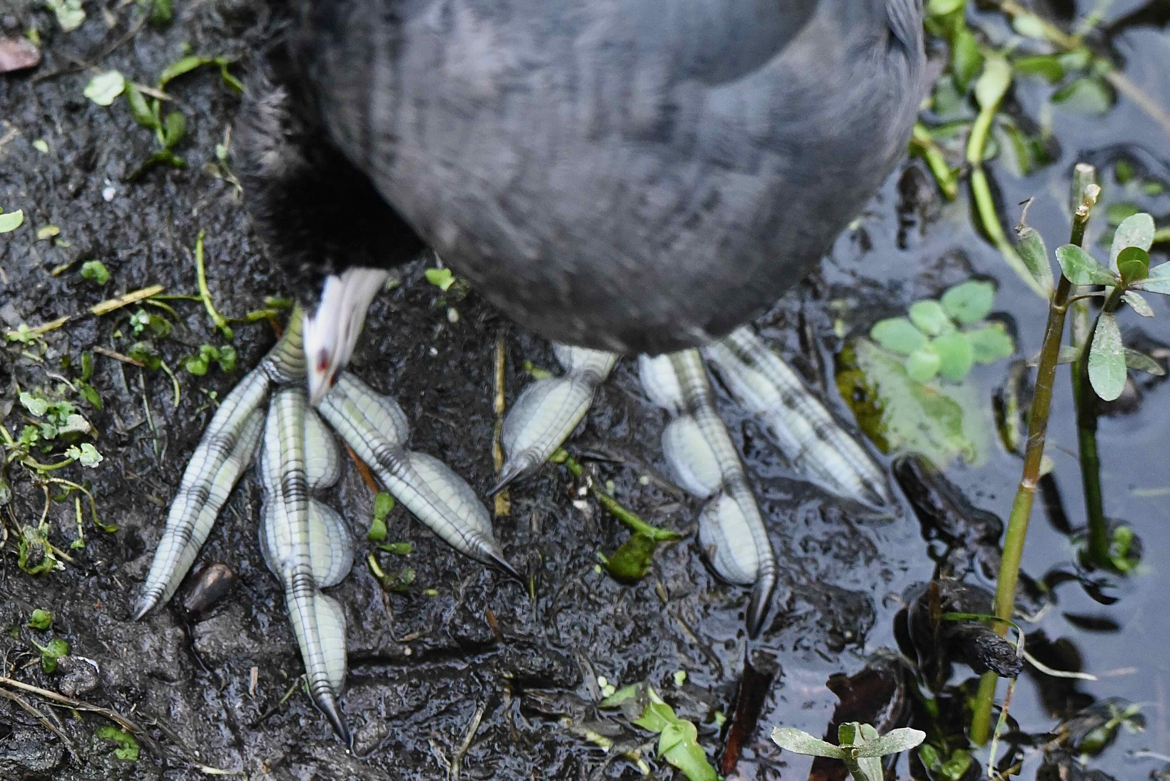 coot's lobed feet