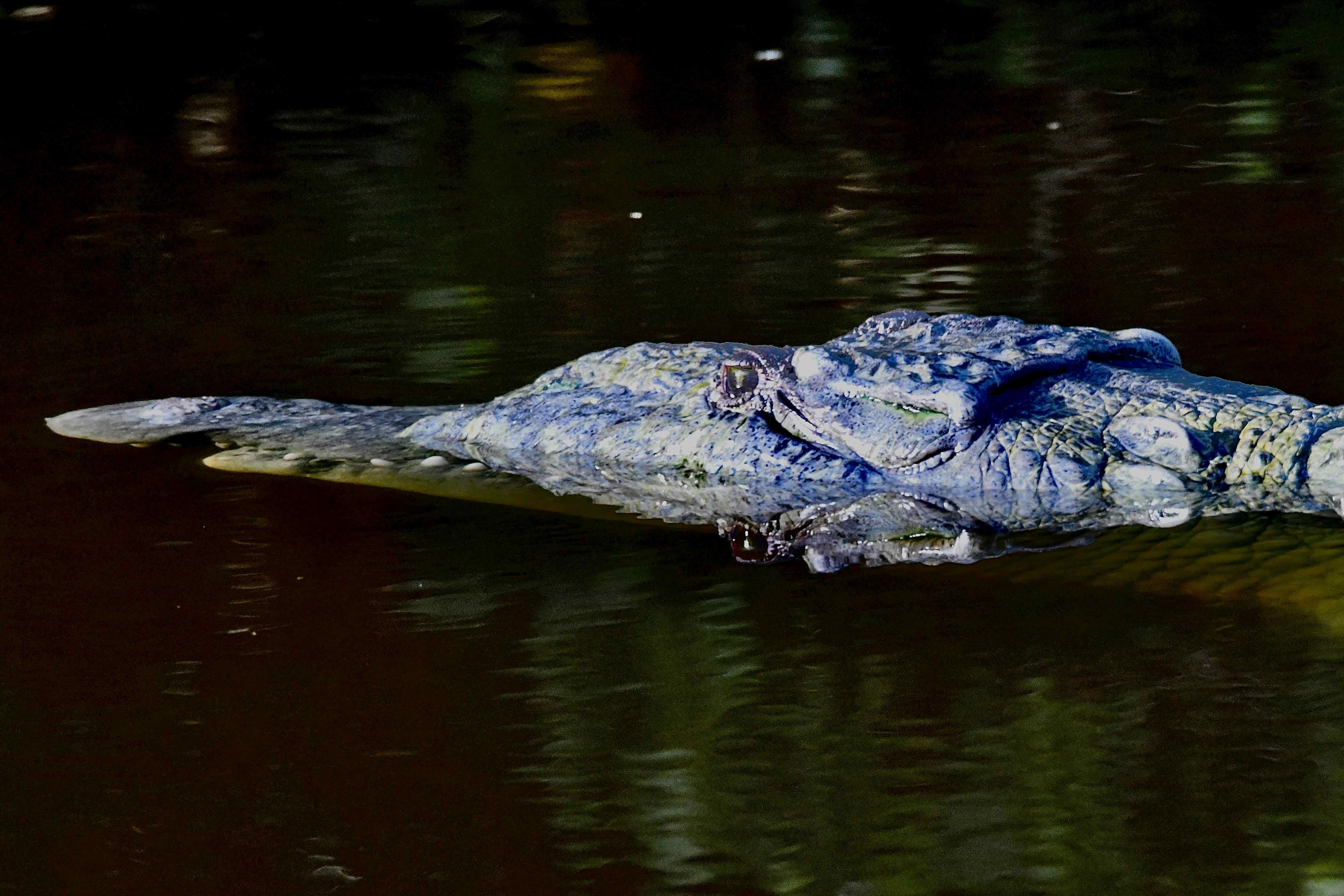 american crocodile