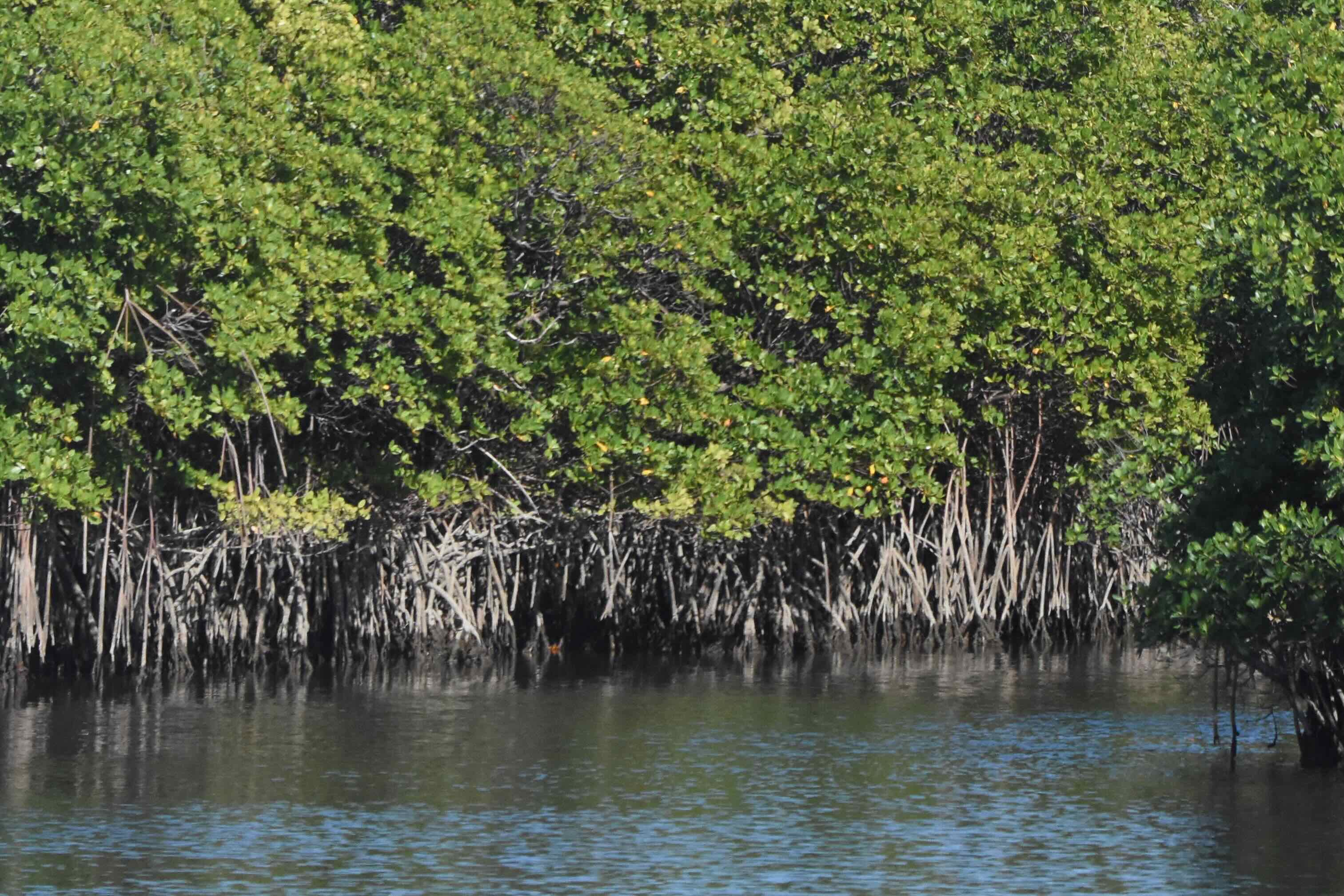 mangroves