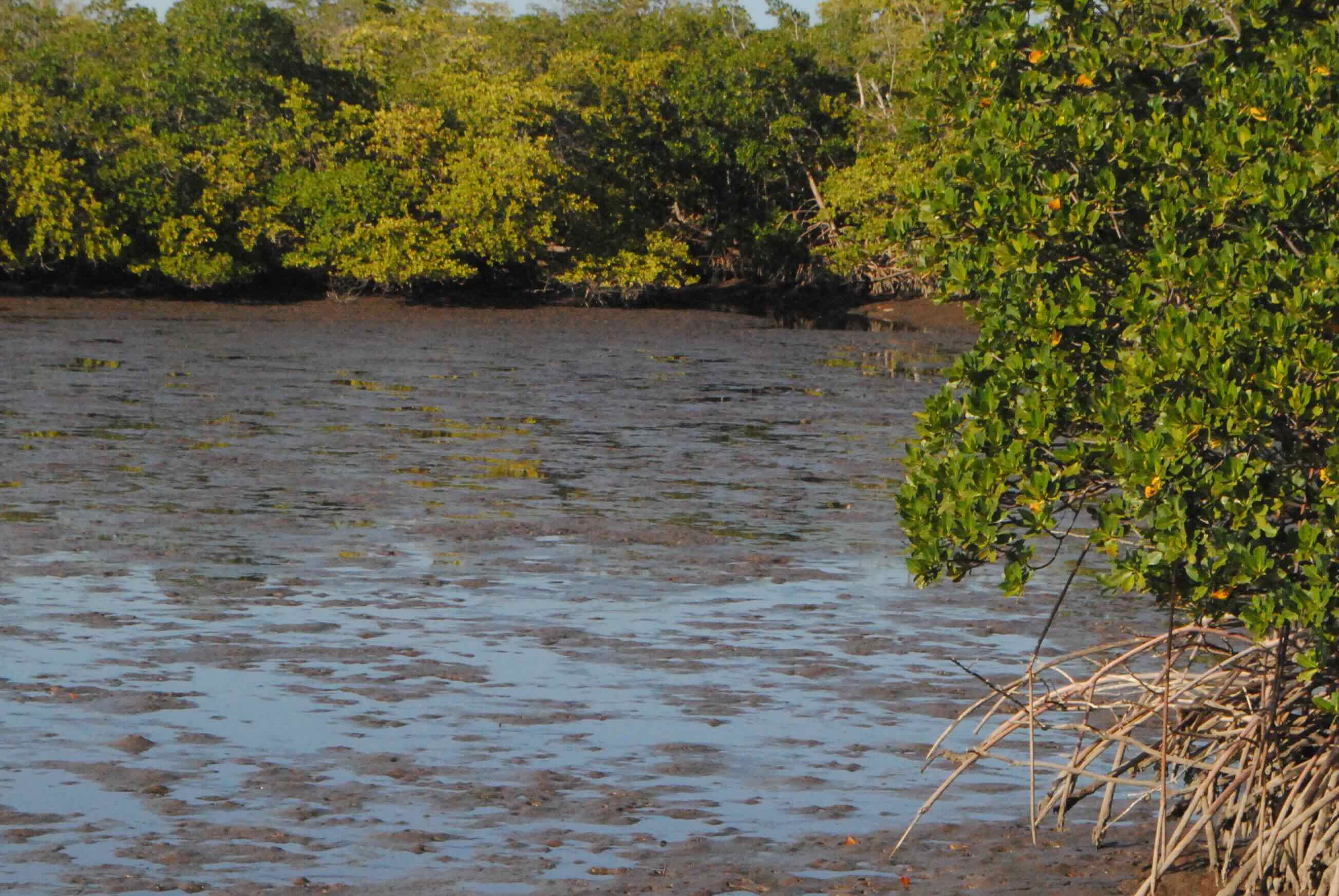 mud flat