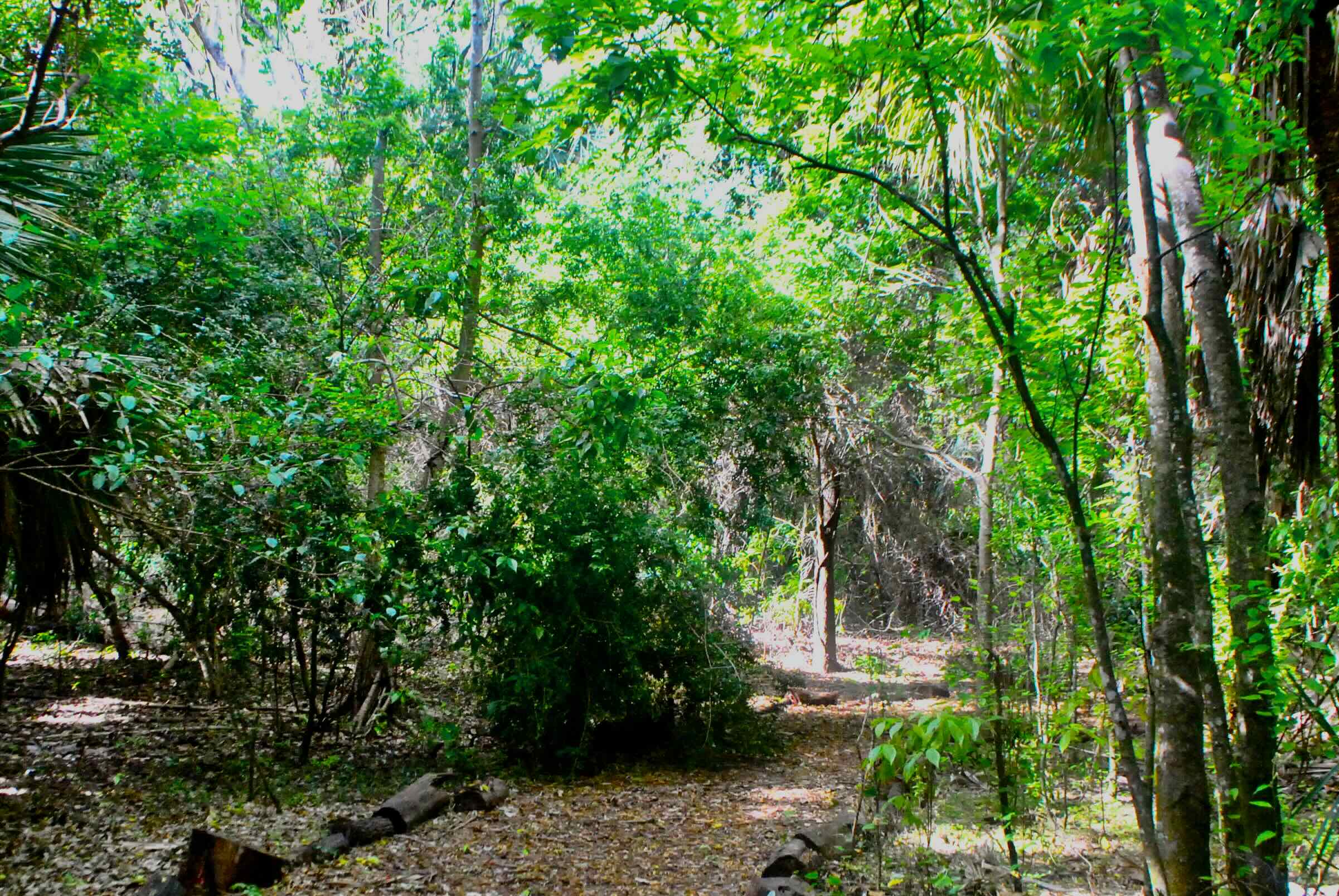 trail through hammock