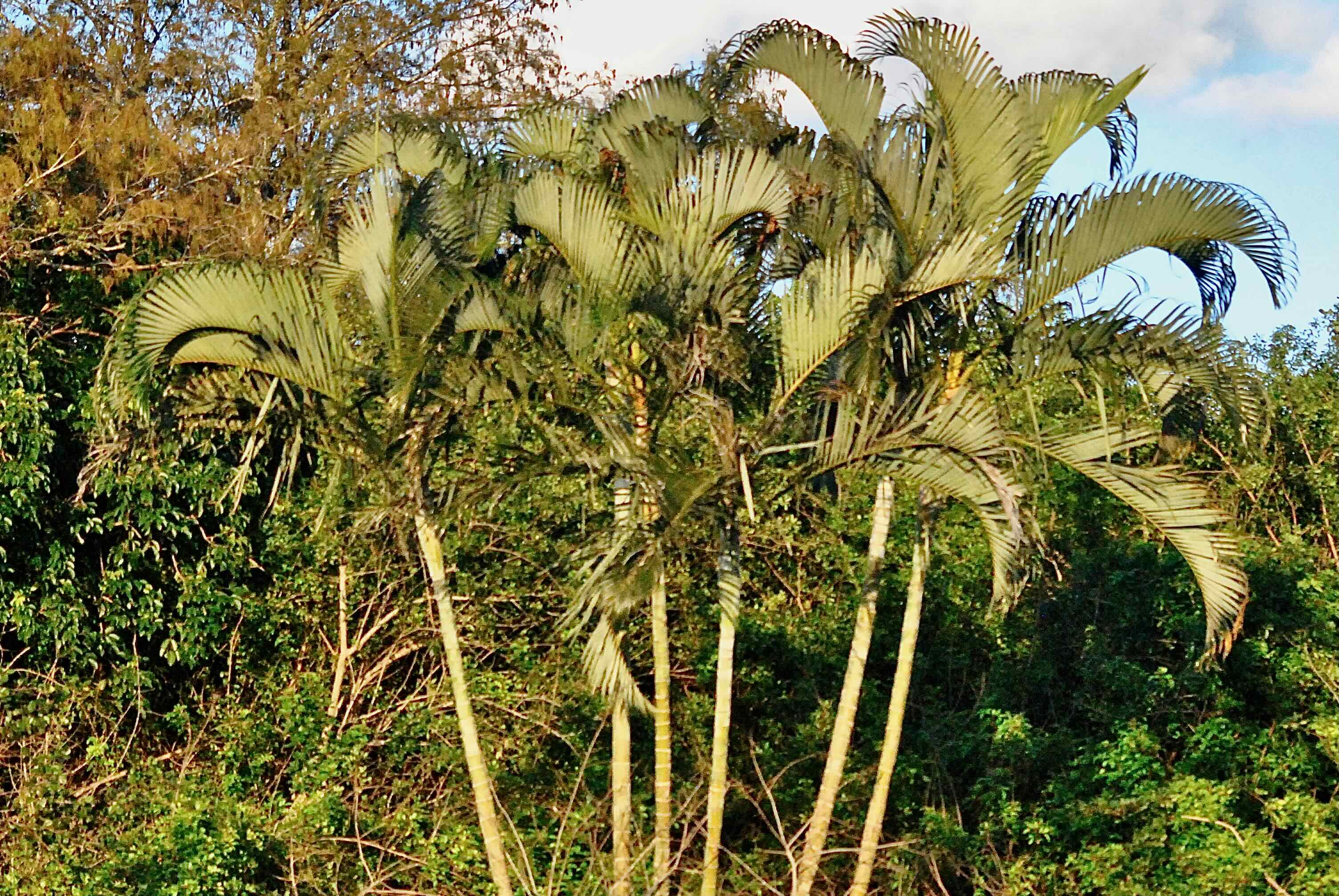 areca palm